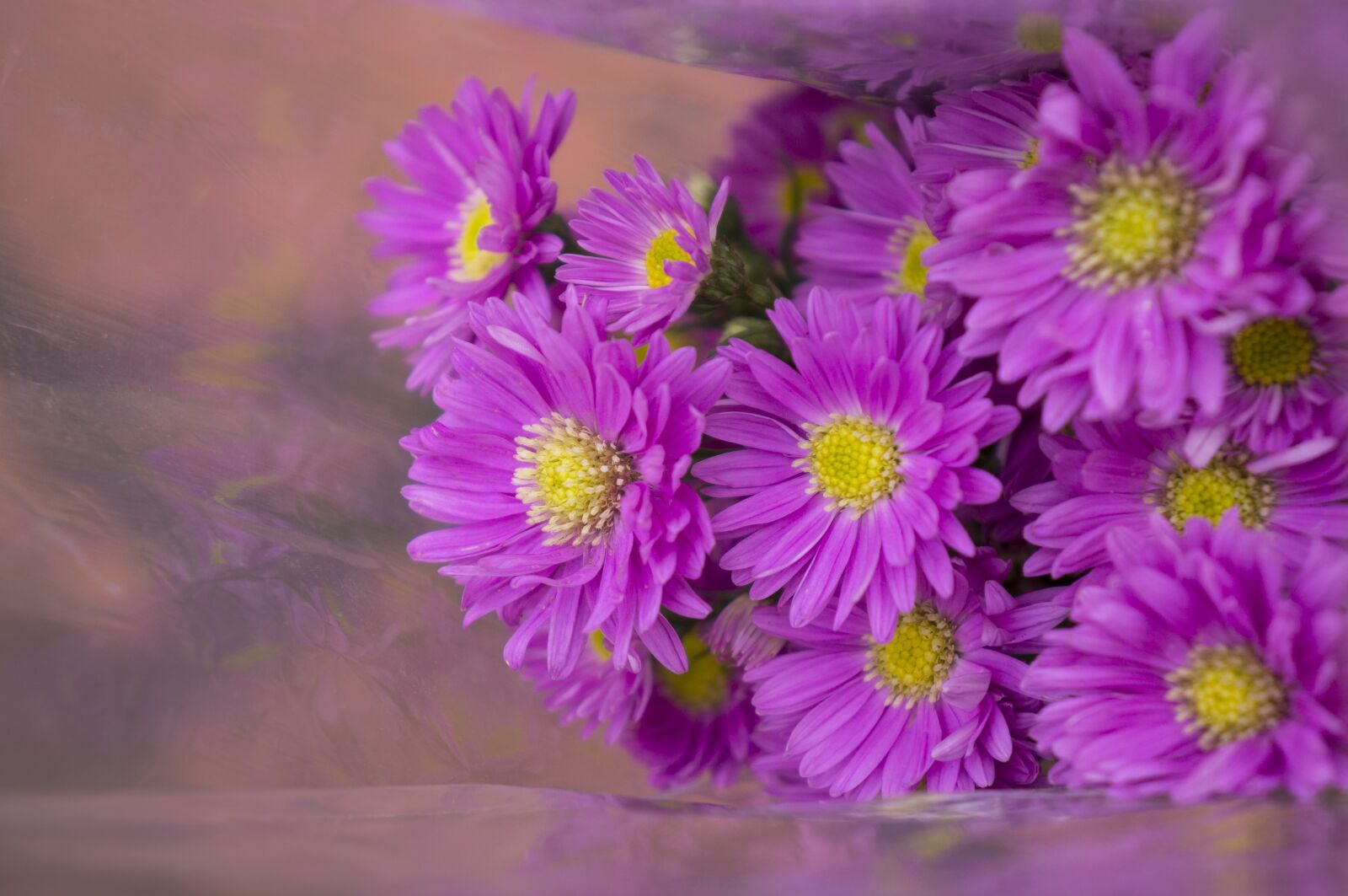 Sony Alpha NEX-F3 + Sony E 18-55mm F3.5-5.6 OSS sample photo. Heather, purple, background photography