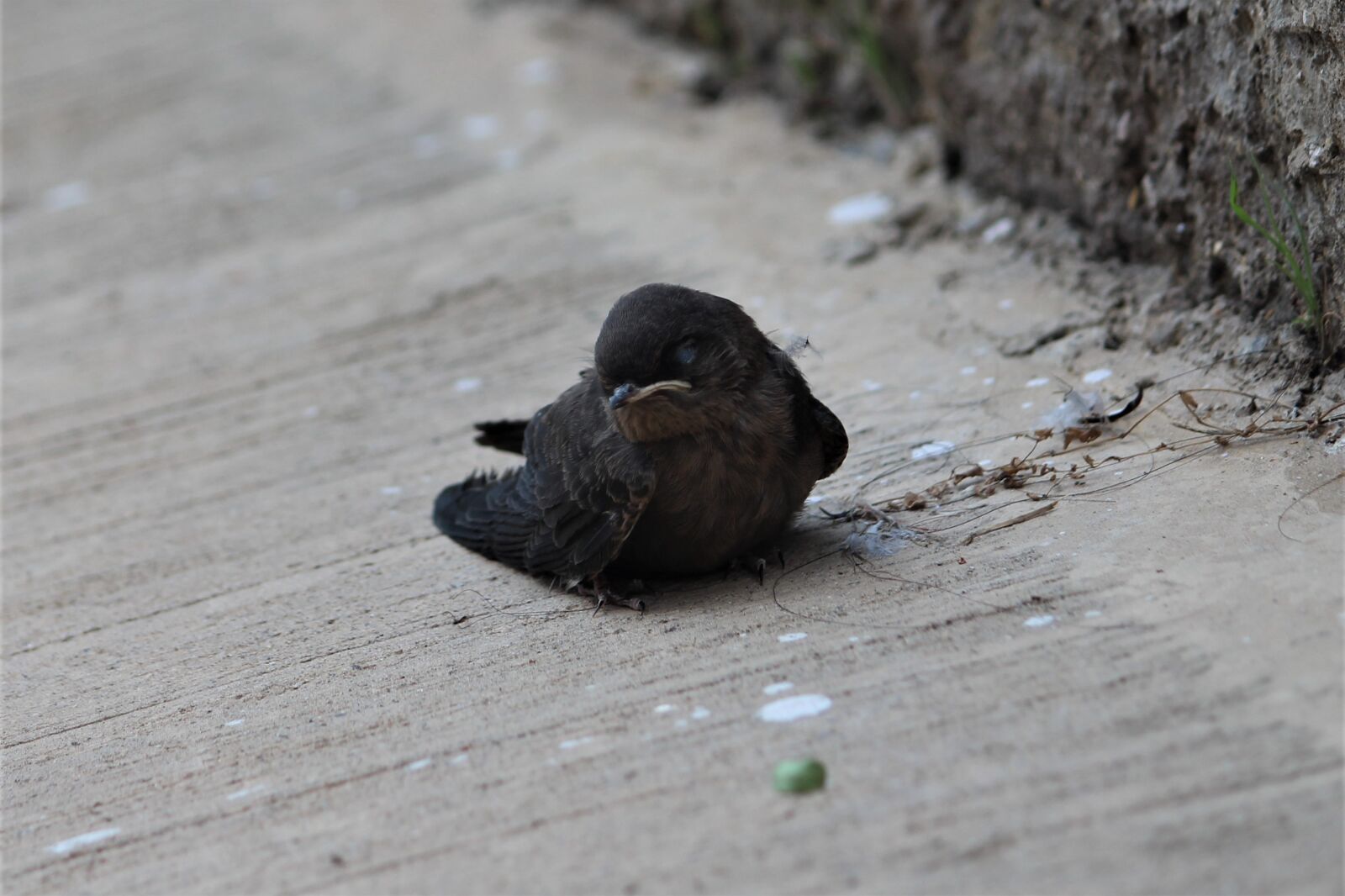 Canon EOS 1200D (EOS Rebel T5 / EOS Kiss X70 / EOS Hi) sample photo. Bird, animal, nature photography