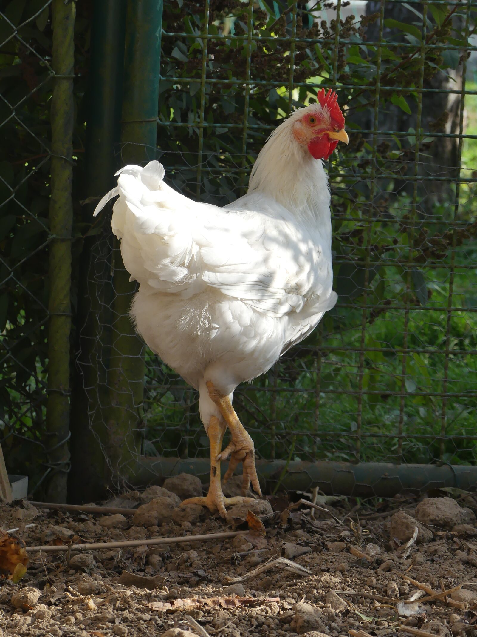 Panasonic Lumix DMC-FZ300 sample photo. Chicken, feather, poultry photography