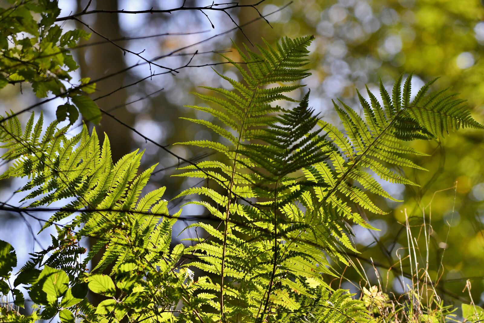 Nikon D500 sample photo. Ferns, tracks, nature photography