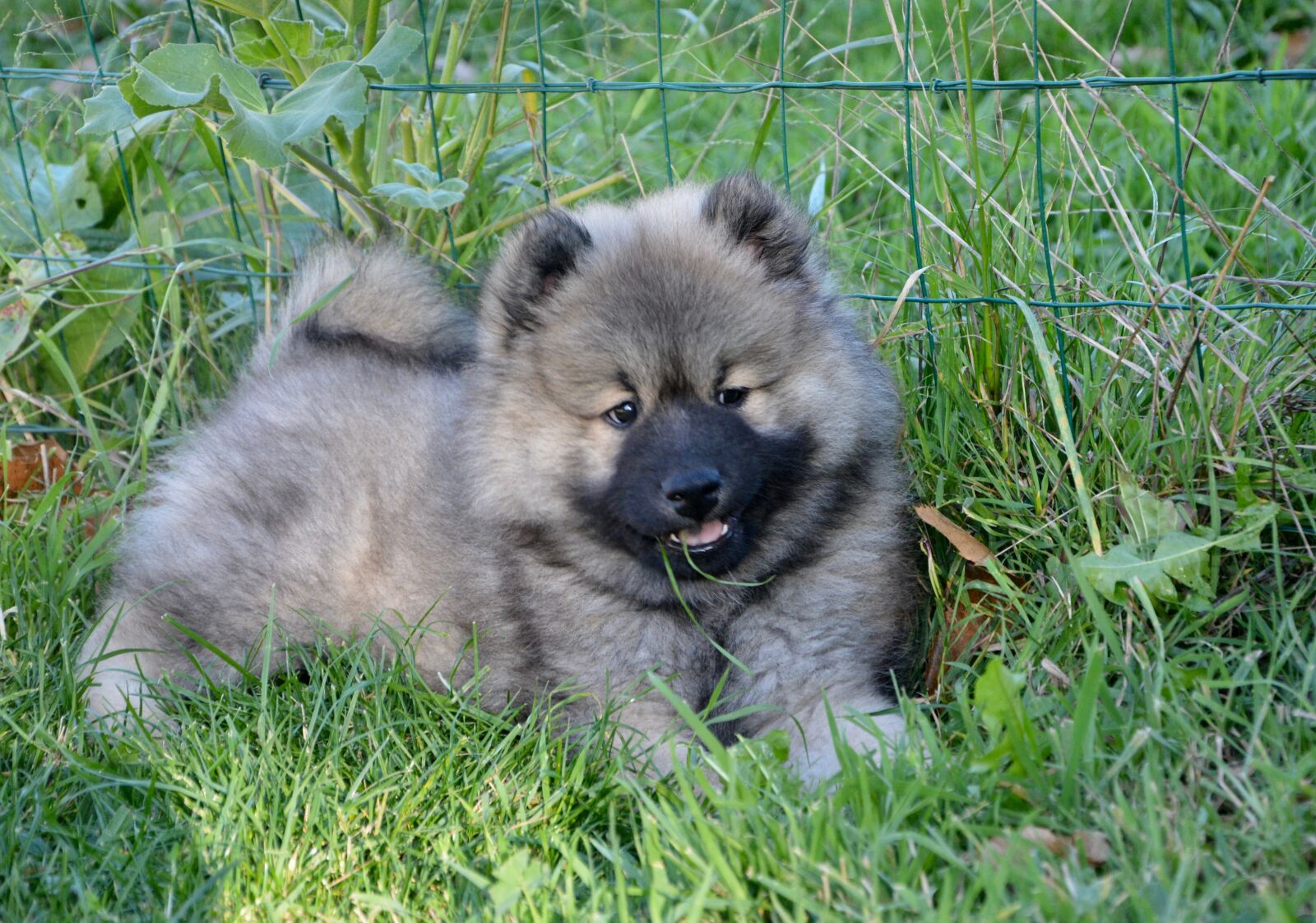 Nikon D5200 sample photo. Dog, puppy, young dog photography