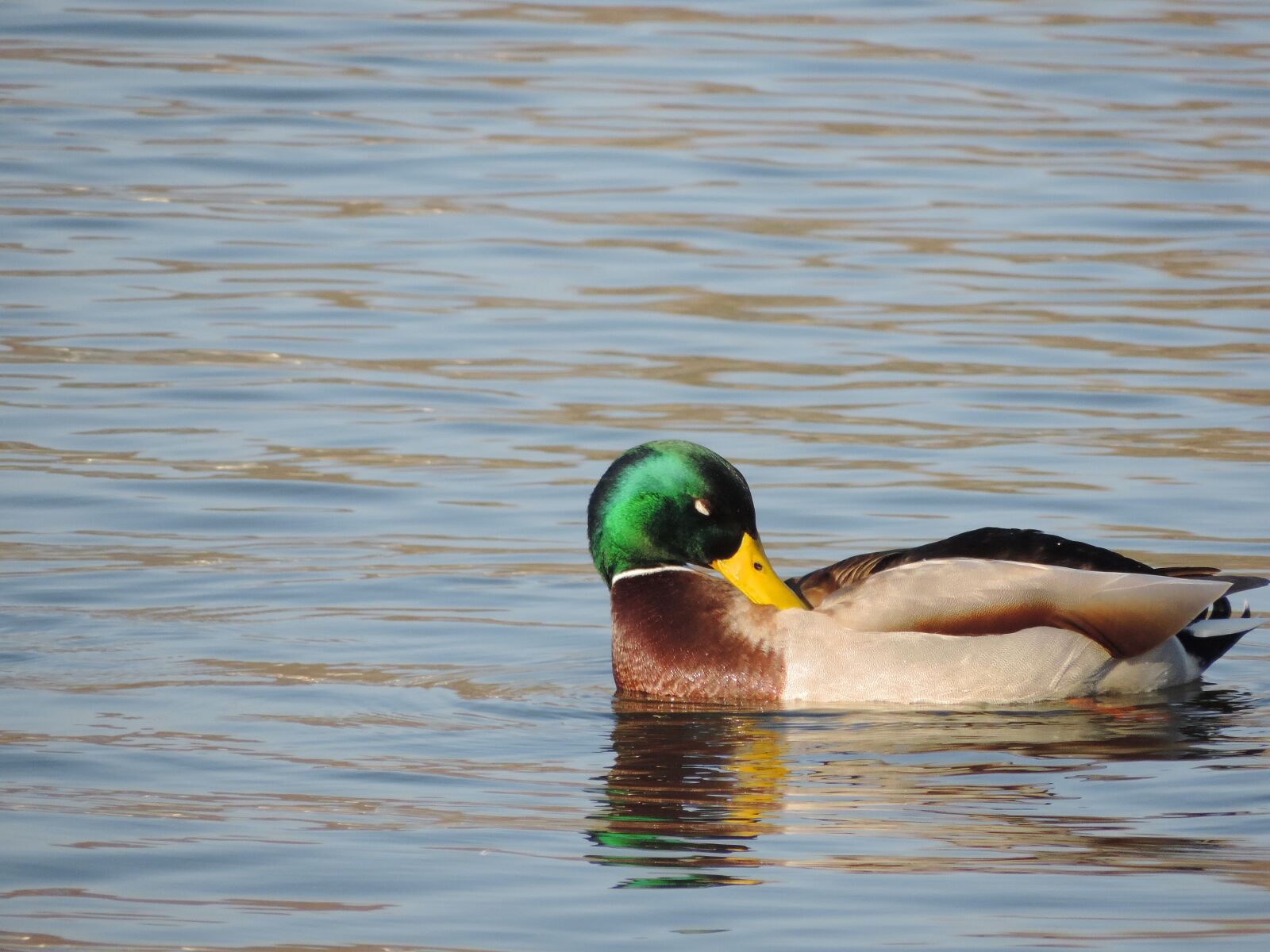 Nikon Coolpix P520 sample photo. Lake, water, wildlife, waterfowl photography