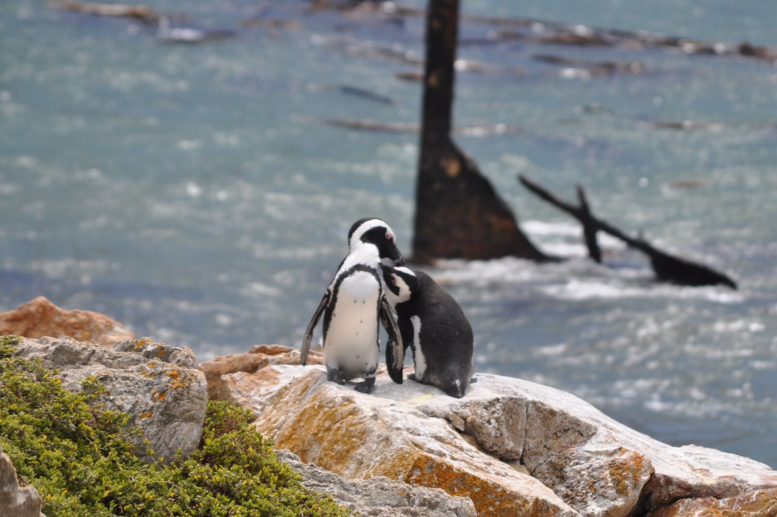 Nikon D5000 sample photo. South africa, penguin, sea photography
