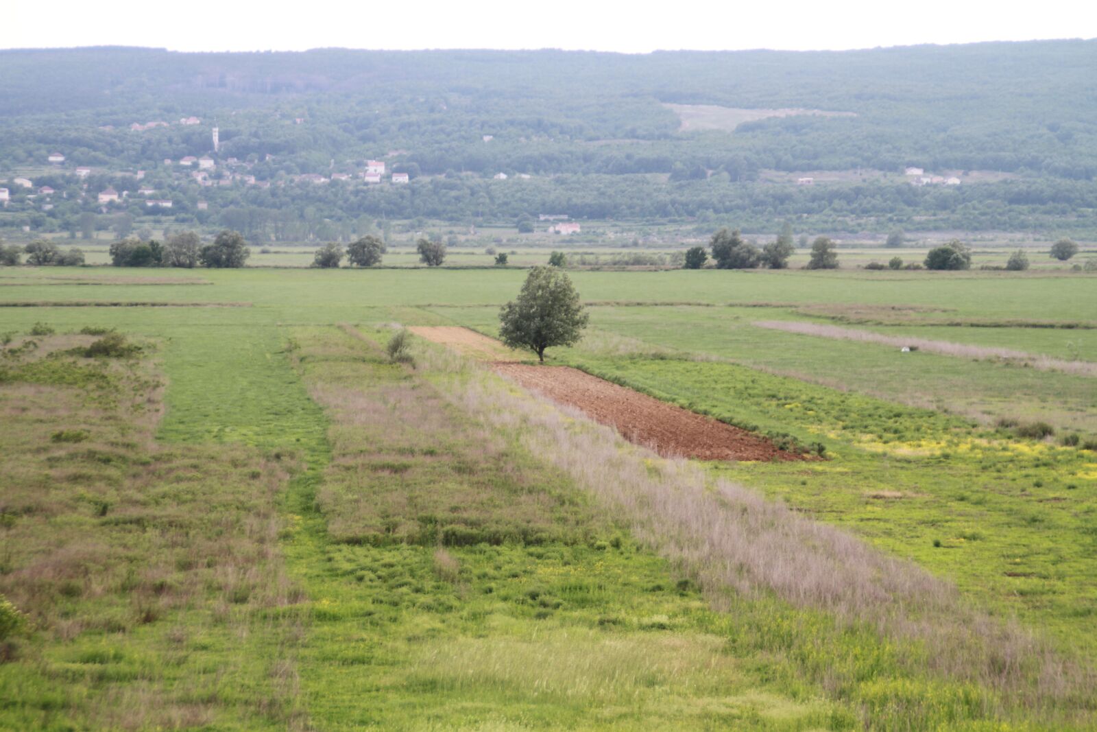 Canon EOS 7D sample photo. Tree, field, lonely photography
