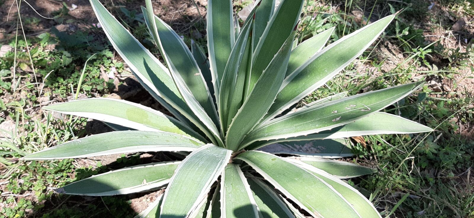 Samsung Galaxy A50 sample photo. Plants, strange, medicinal photography