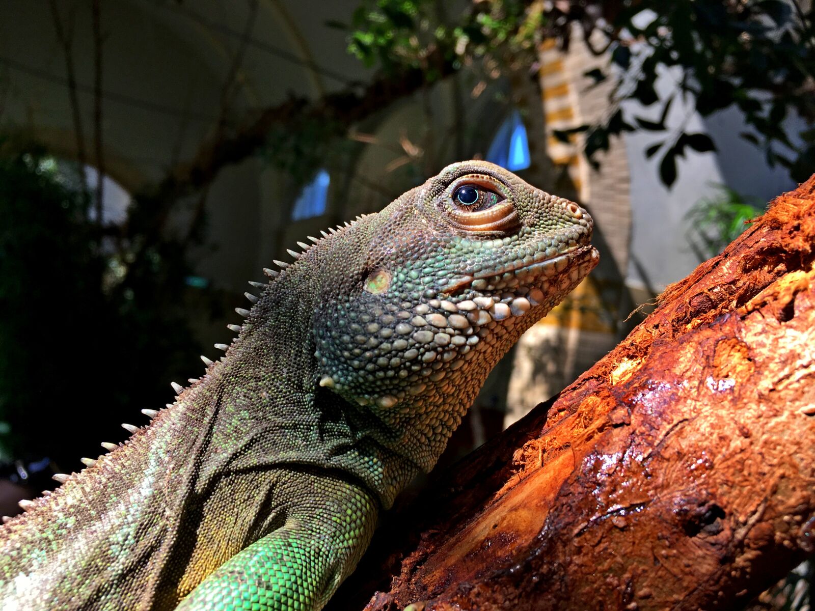 iPhone SE back camera 4.15mm f/2.2 sample photo. Iguana, nature, reptile photography