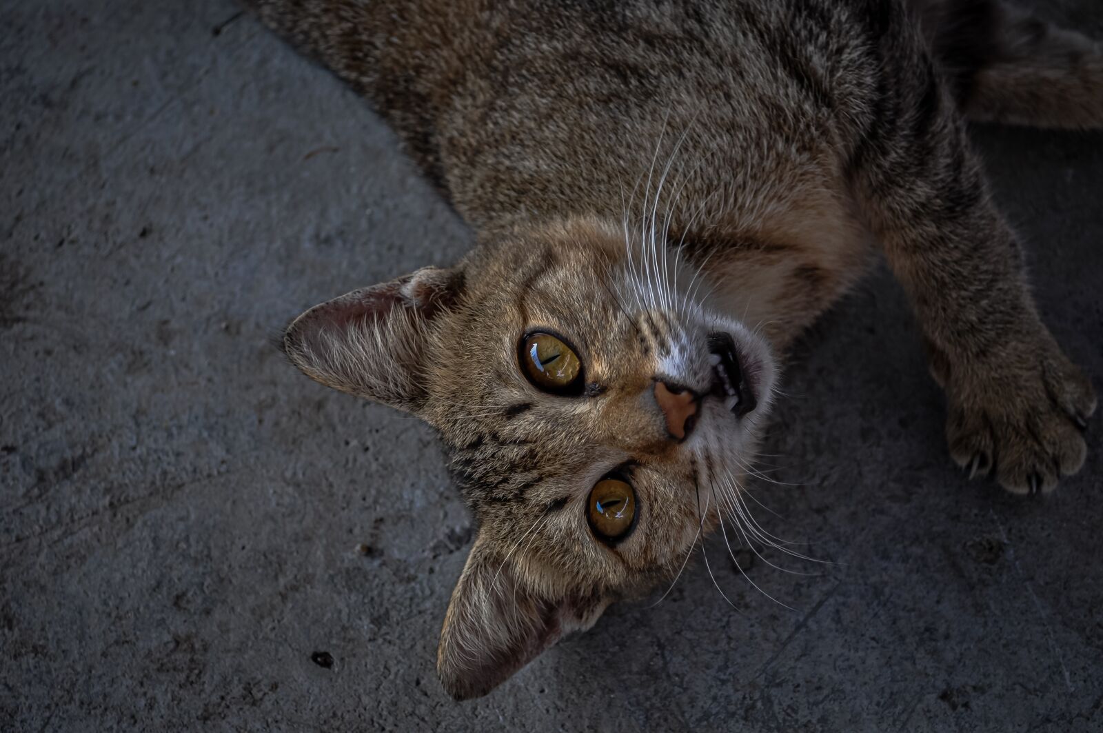 Nikon D5000 sample photo. Cat, animals, tiger photography