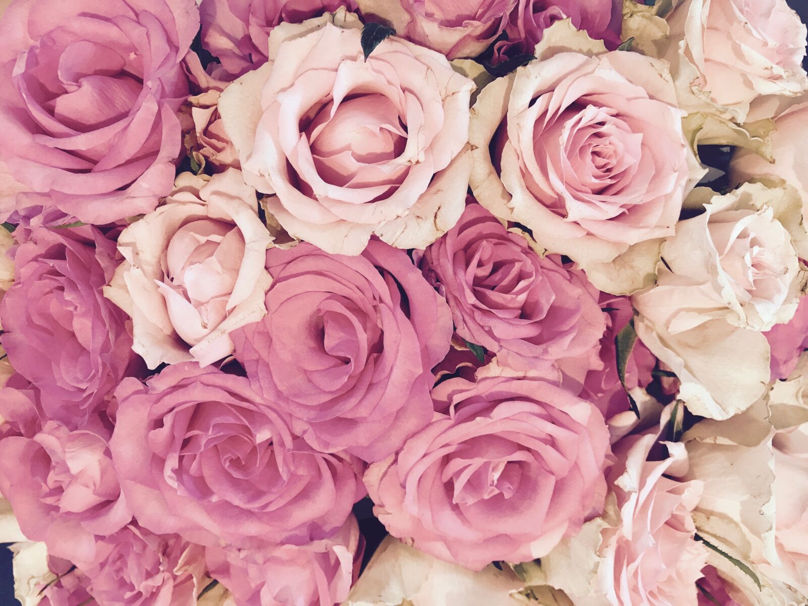 Apple iPhone 7 sample photo. Roses, blossom, bloom photography