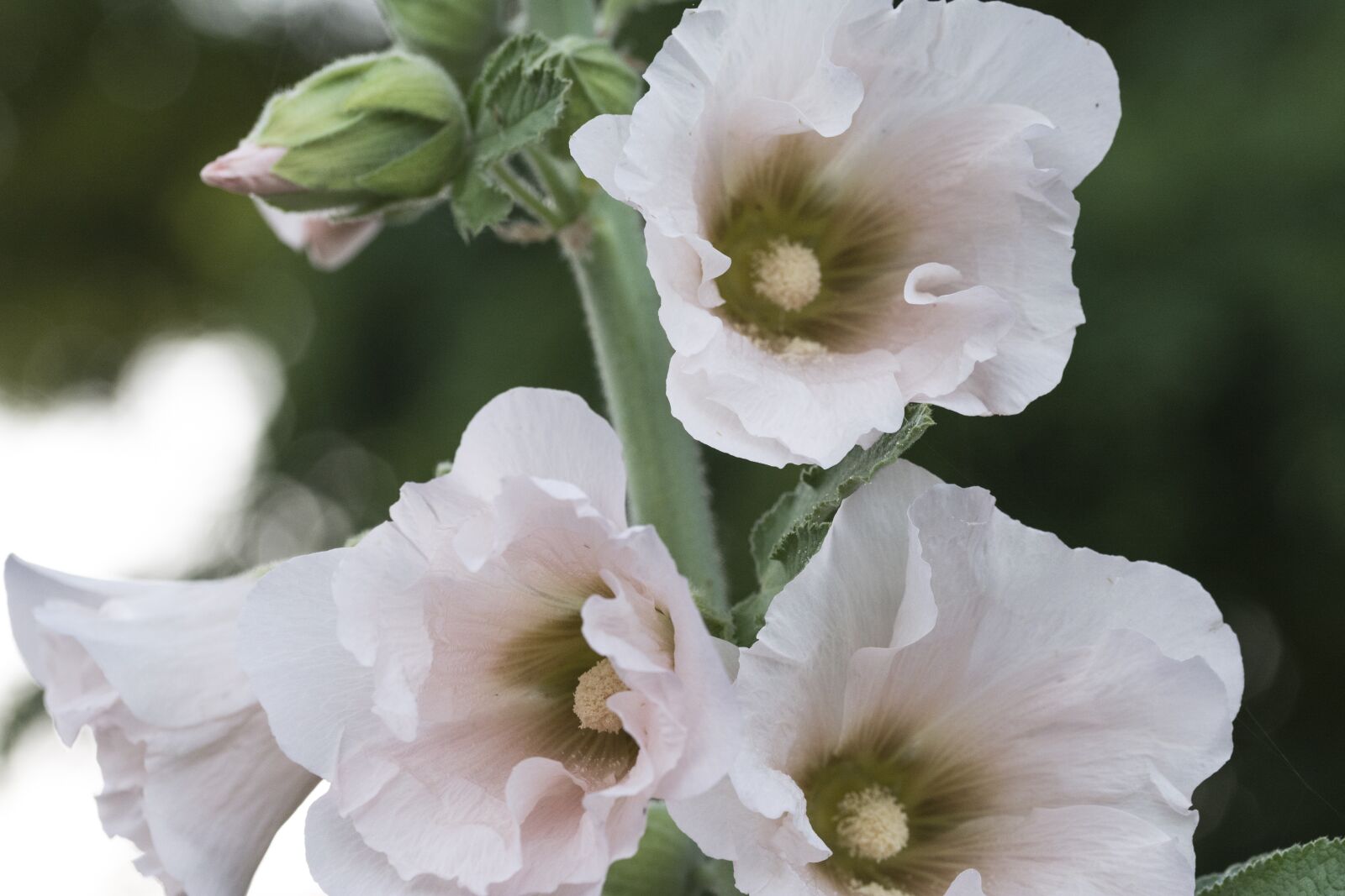 Nikon D5200 sample photo. Hollyhock, flower, nature photography