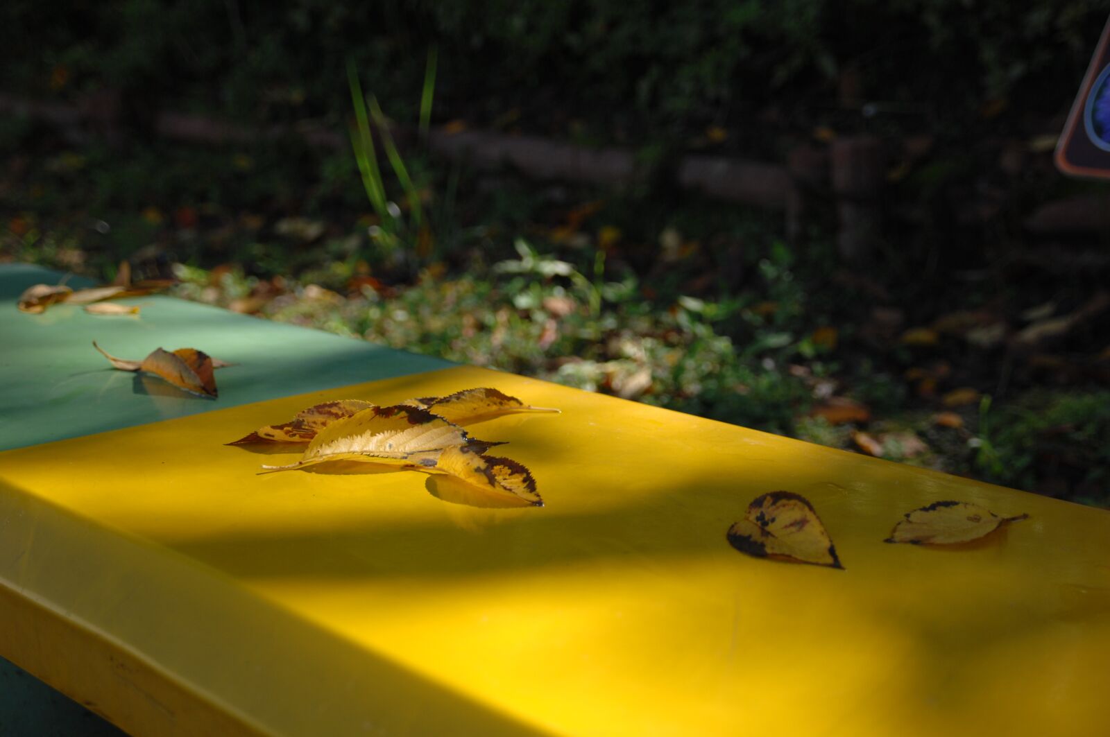 Nikon D2Xs sample photo. Autumn, leaves, sunshine photography