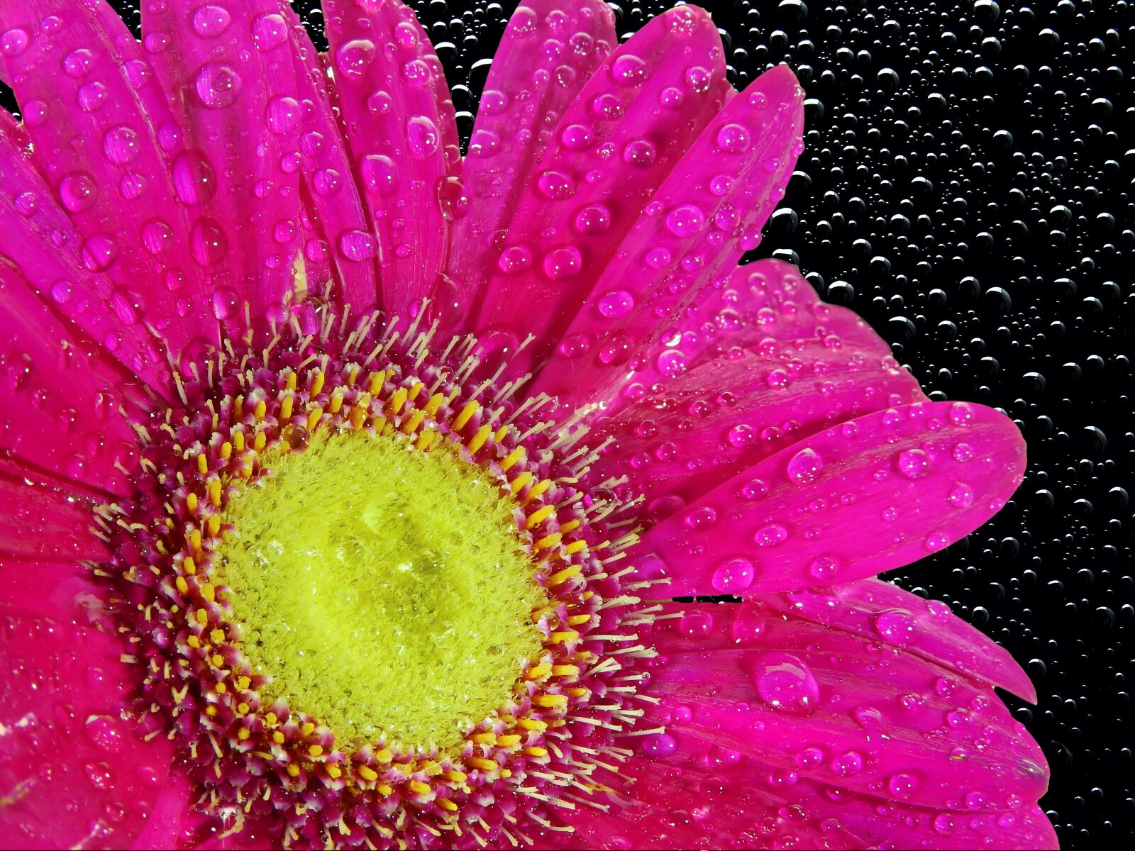 Nikon Coolpix P900 sample photo. Flower, blossom, bloom photography