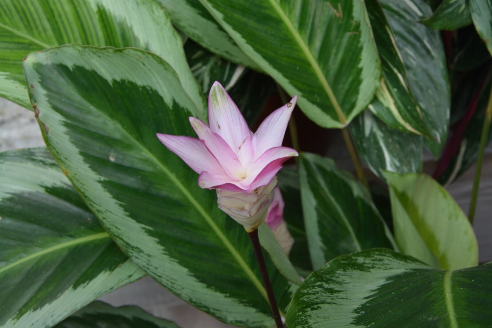 Nikon D5200 sample photo. Flowers, pink flower, green photography