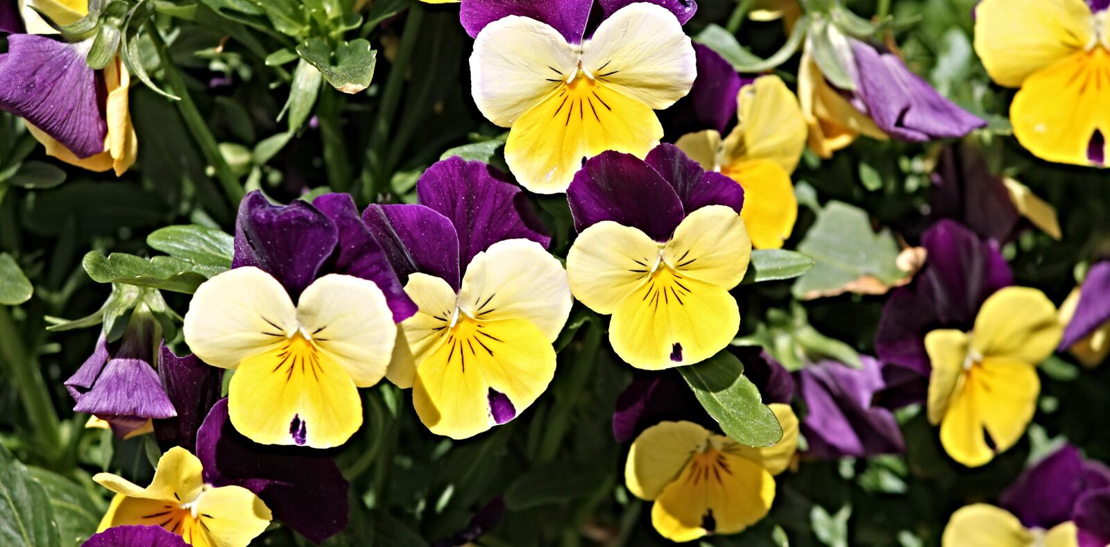 Canon EF-S 55-250mm F4-5.6 IS II sample photo. Pansy, flower garden, flowers photography