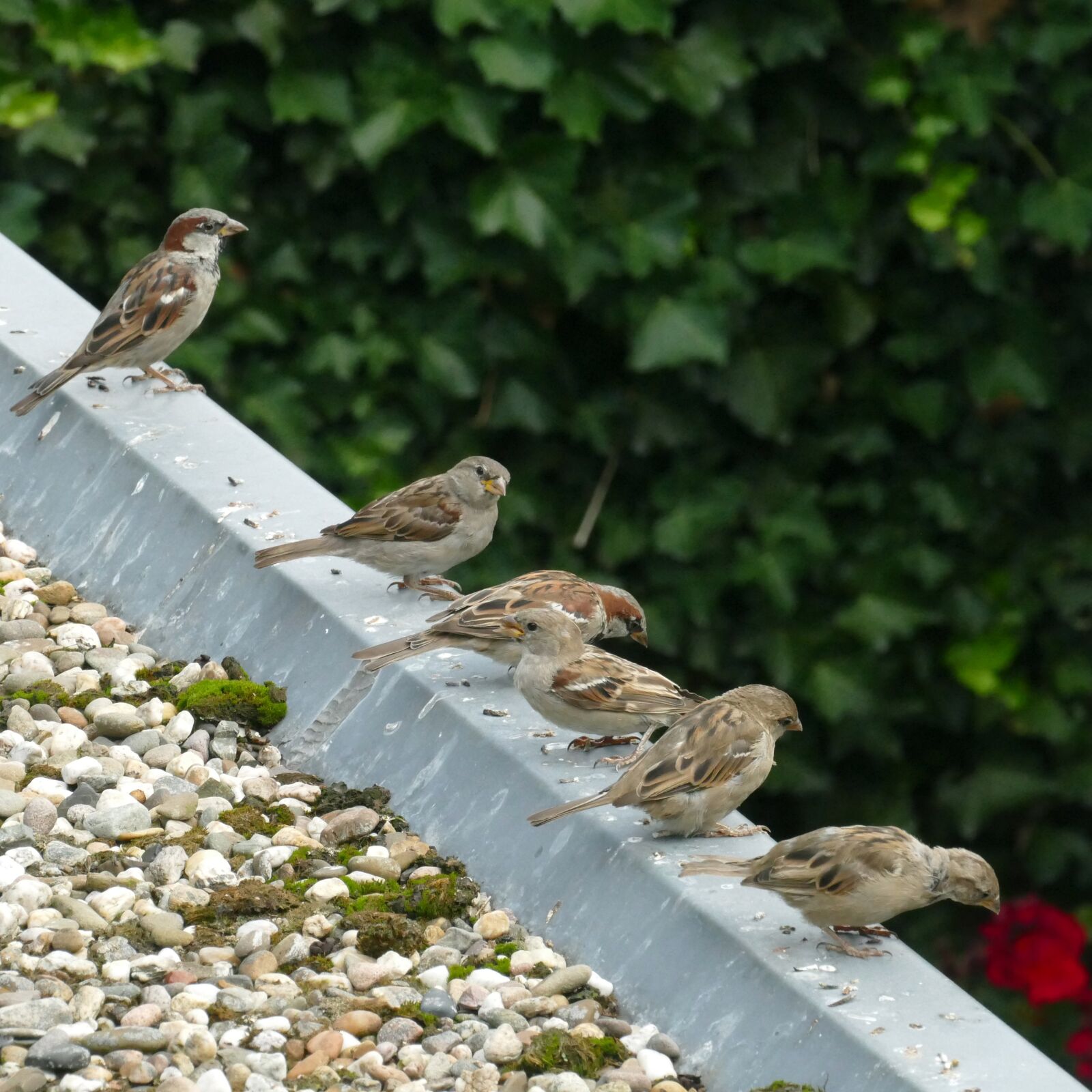 Panasonic Lumix DMC-FZ1000 sample photo. Homester, passer domesticus, mus photography