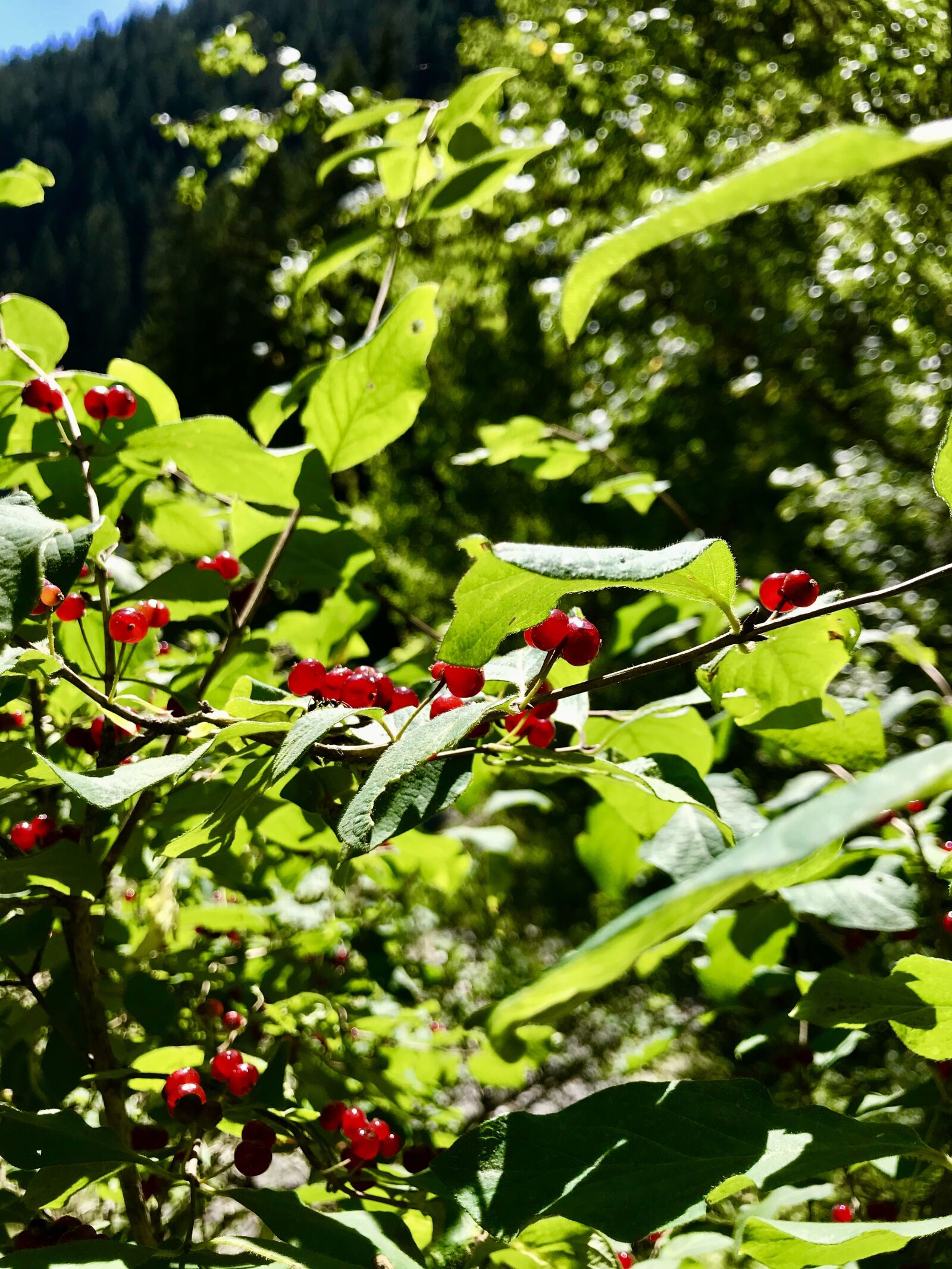 iPhone 7 back camera 3.99mm f/1.8 sample photo. Plant, nature, green photography