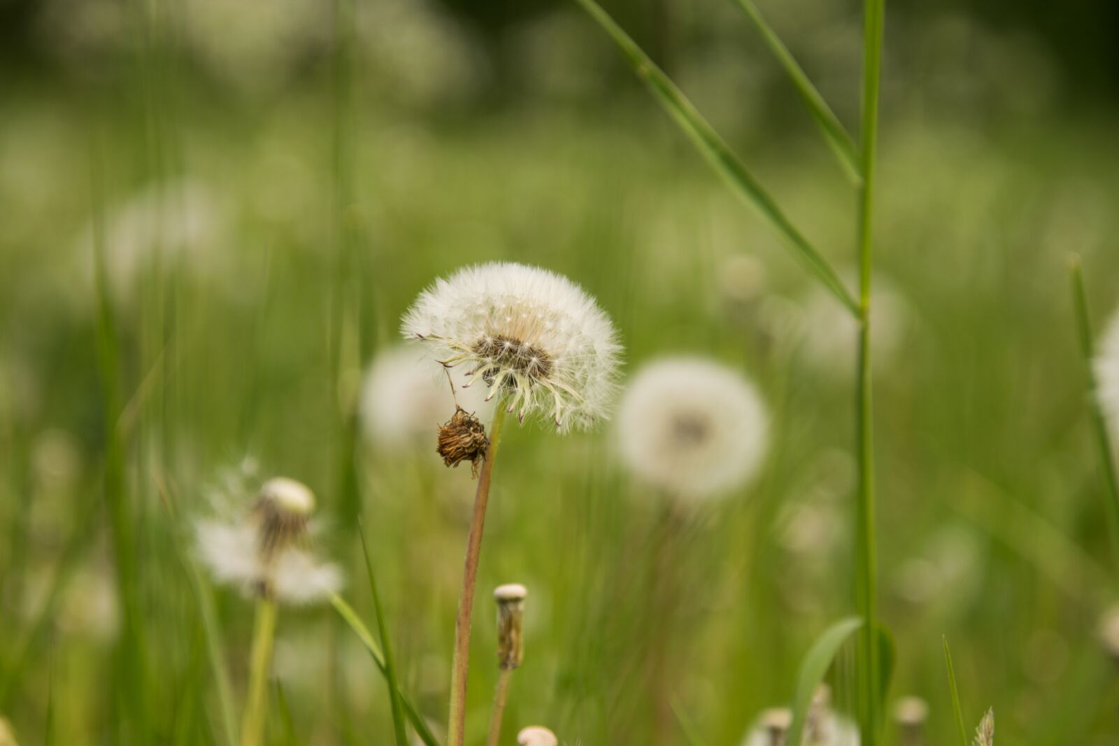 Nikon D3300 sample photo. Grass, nature, summer photography