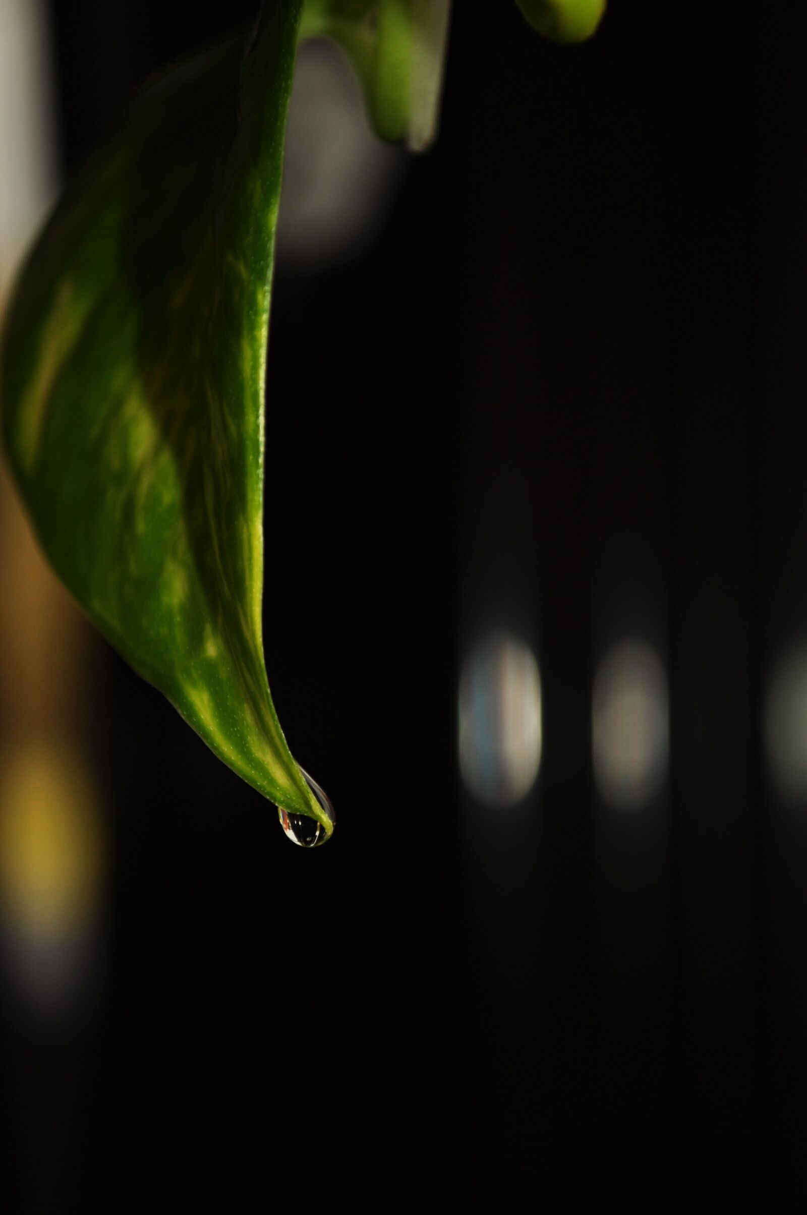 Nikon D5000 sample photo. Leaf, nature, blur photography