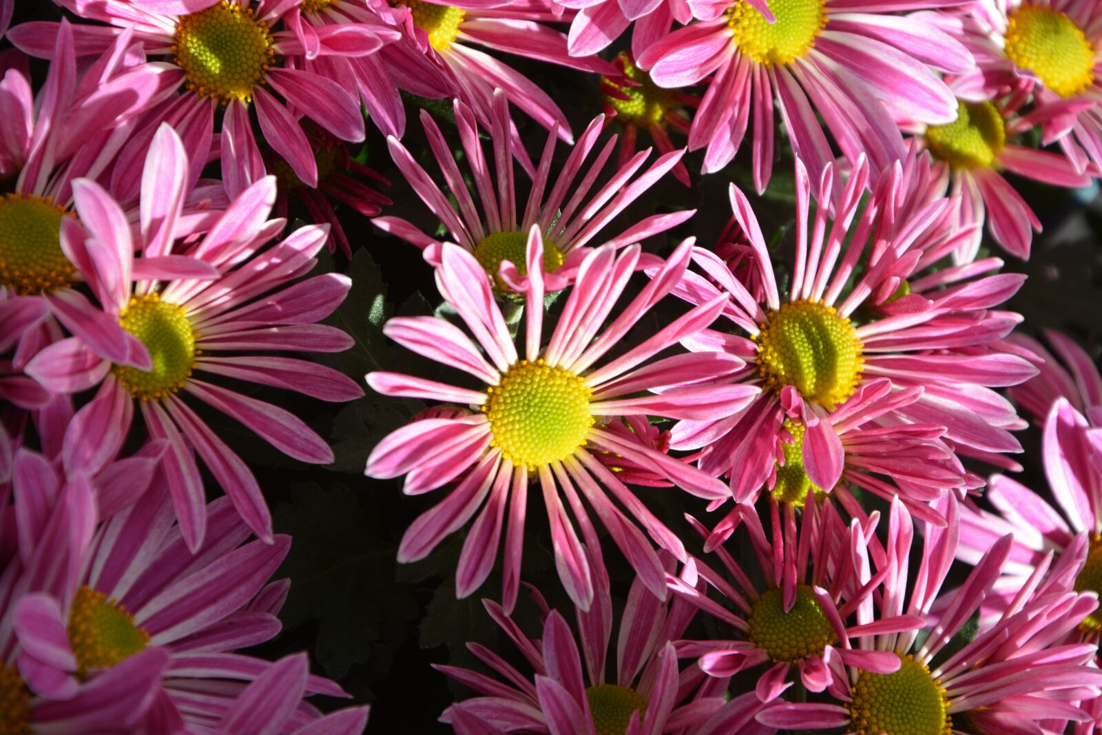 Nikon D5200 sample photo. Flowers, flower, nature photography