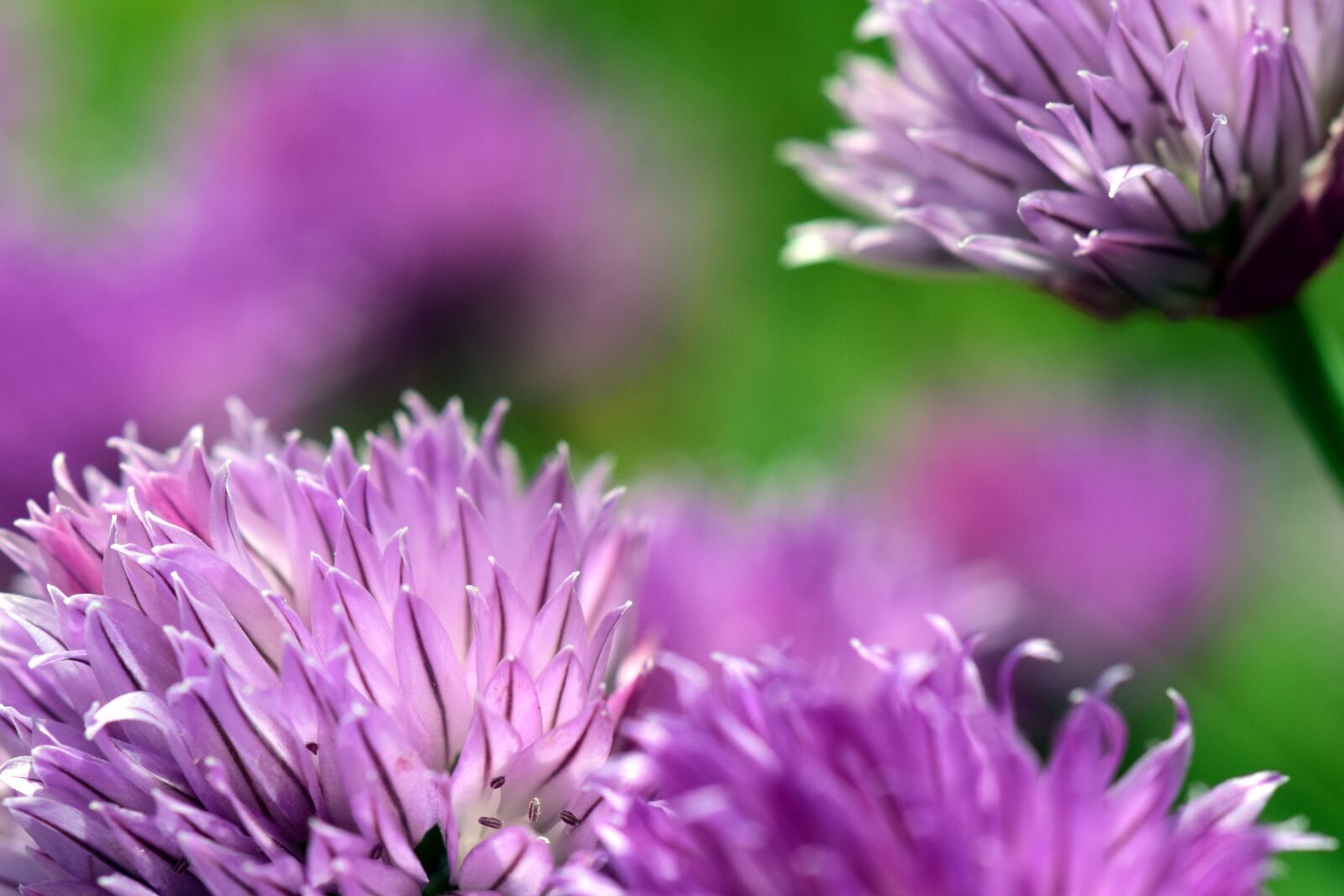 Nikon D3300 sample photo. Chives, blossom, bloom photography