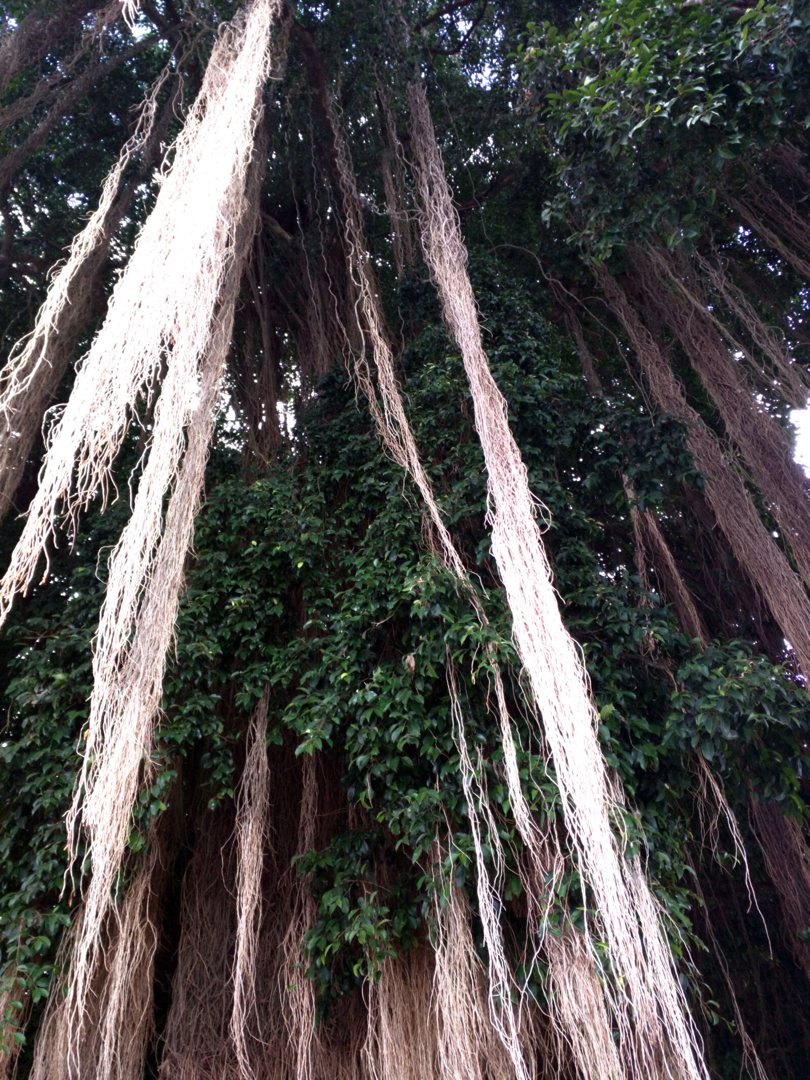 Motorola Nexus 6 sample photo. Bali, hanging, tree photography
