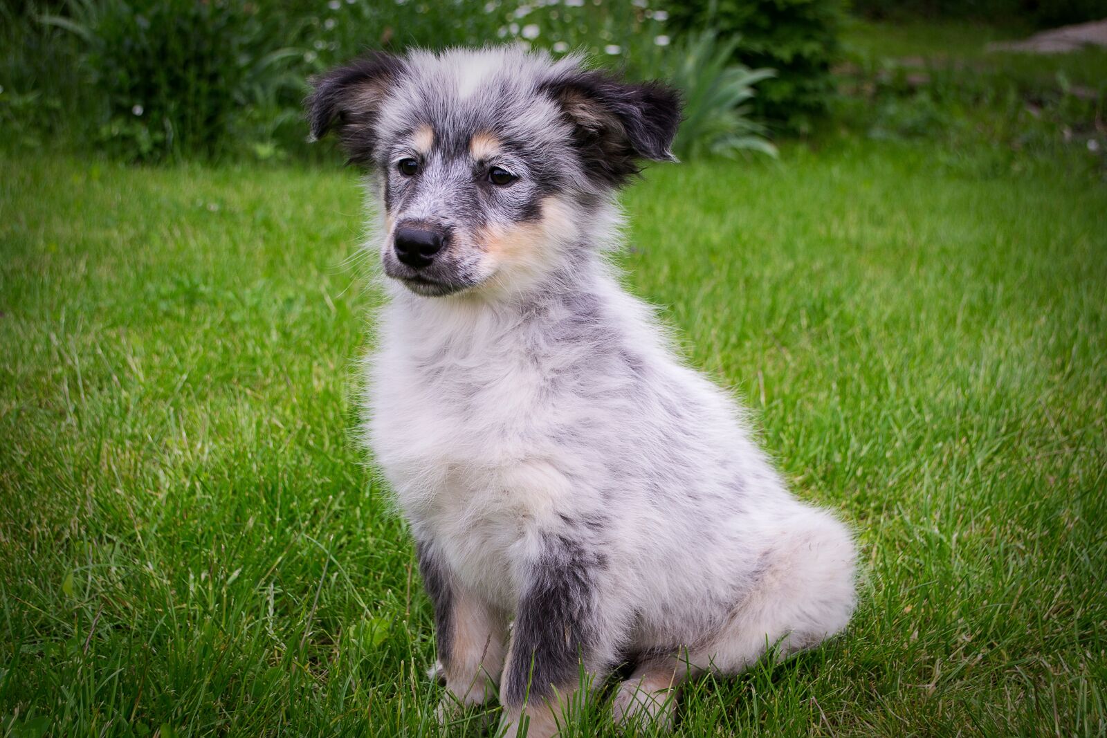 Nikon D3100 sample photo. Puppy, animal, grass photography