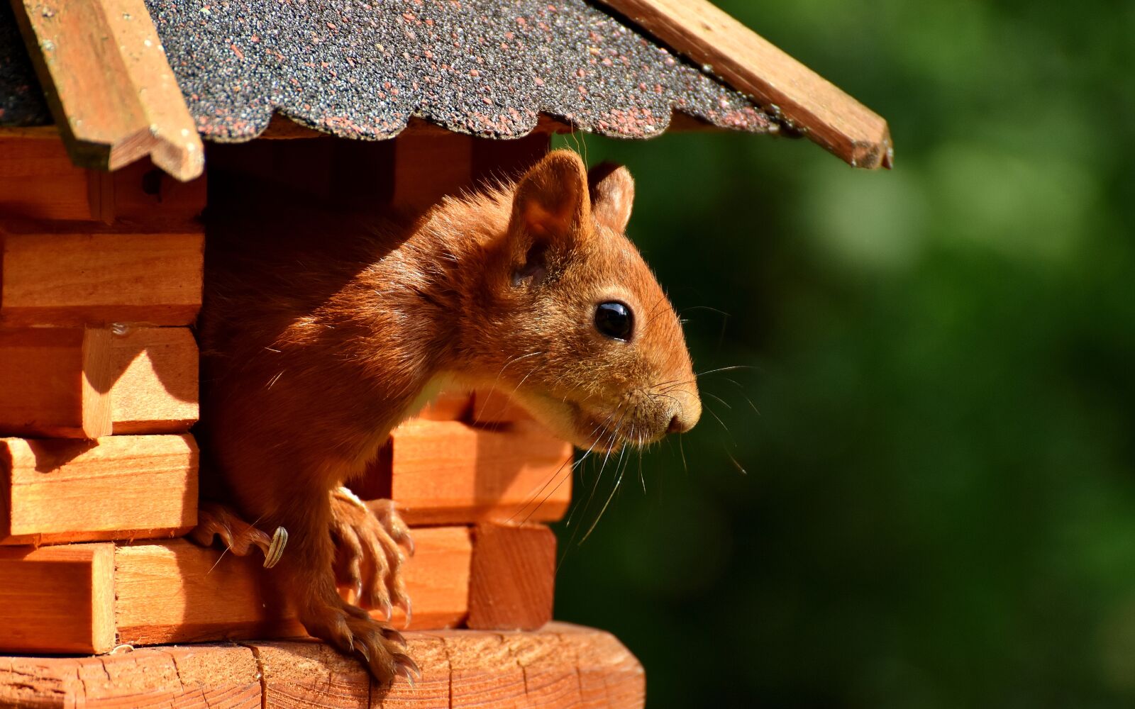 Nikon D7200 sample photo. Squirrel, nager, garden photography