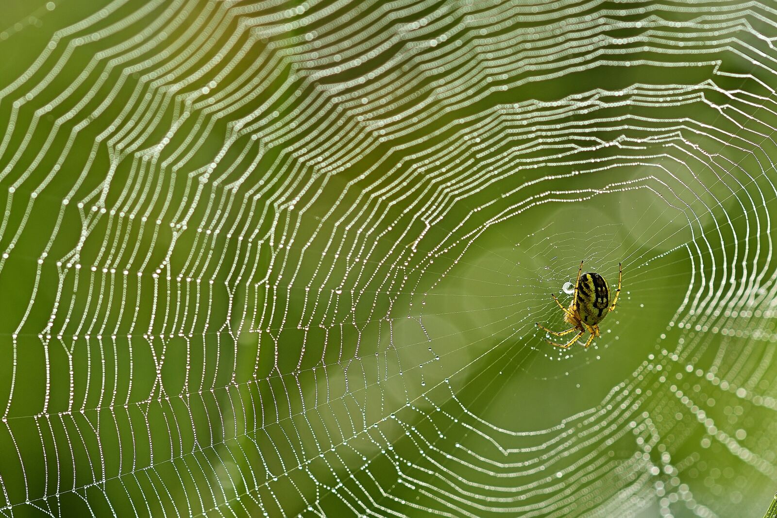 Nikon D5200 sample photo. Insect, spider, cobweb photography