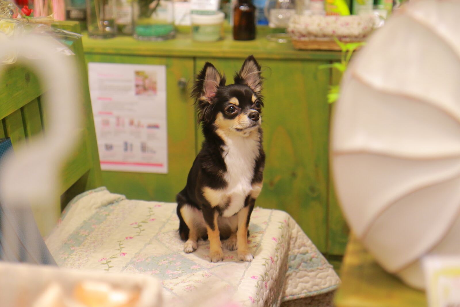 Canon EOS 70D + Sigma 12-24mm f/4.5-5.6 EX DG ASPHERICAL HSM + 1.4x sample photo. Puppy, chihuahua, dog photography