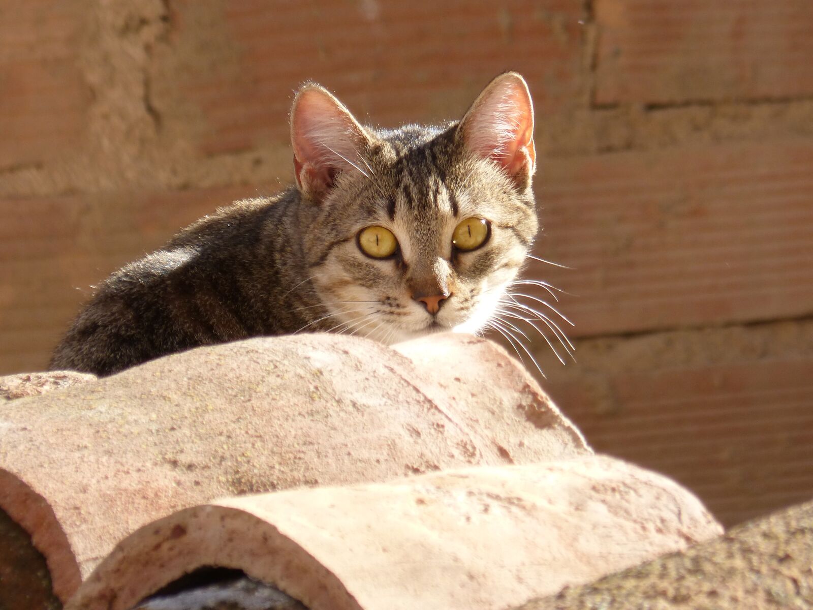Panasonic DMC-FZ62 sample photo. Cat, roof, texas photography