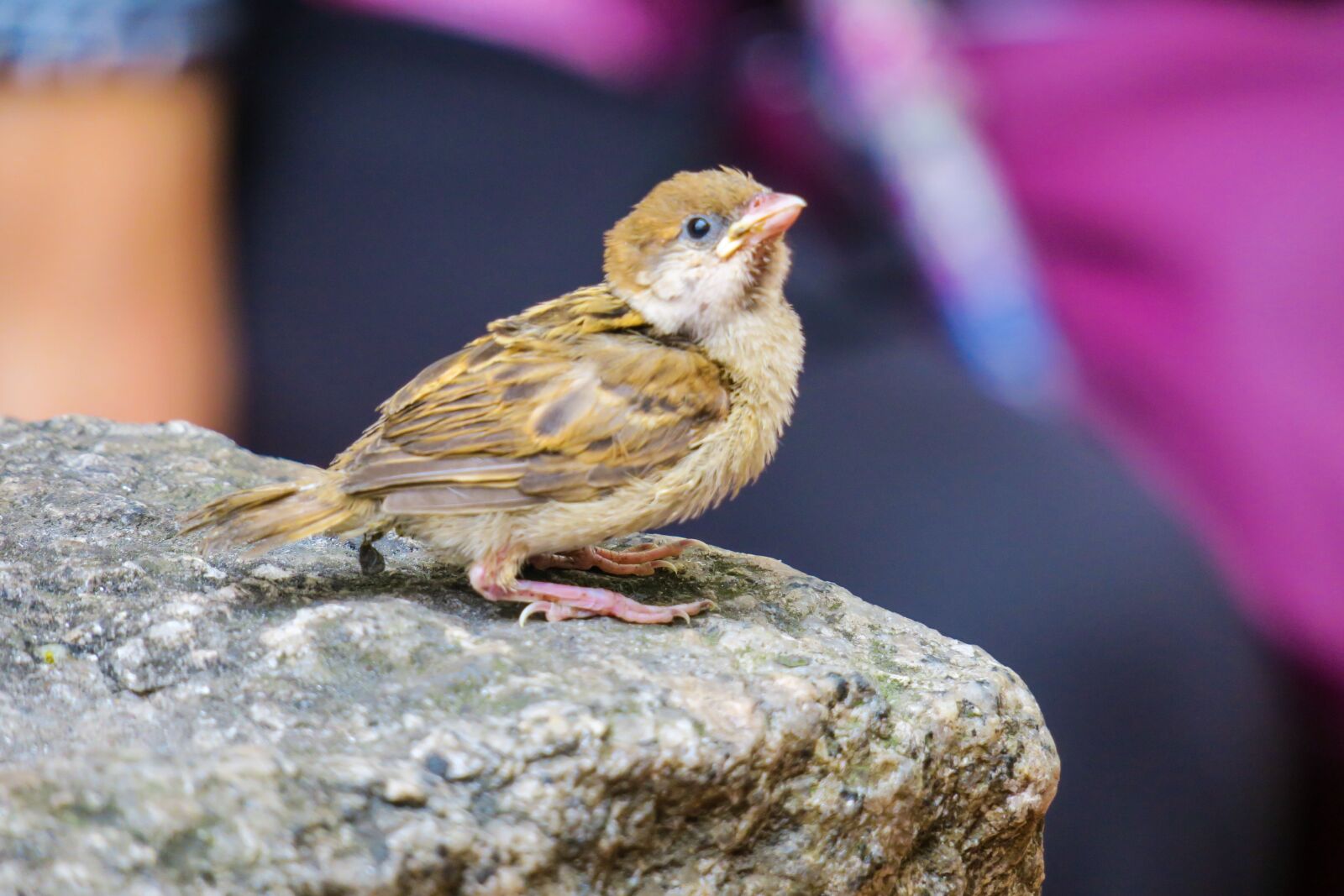 Canon PowerShot G3 X sample photo. Bird, nature, outdoor photography