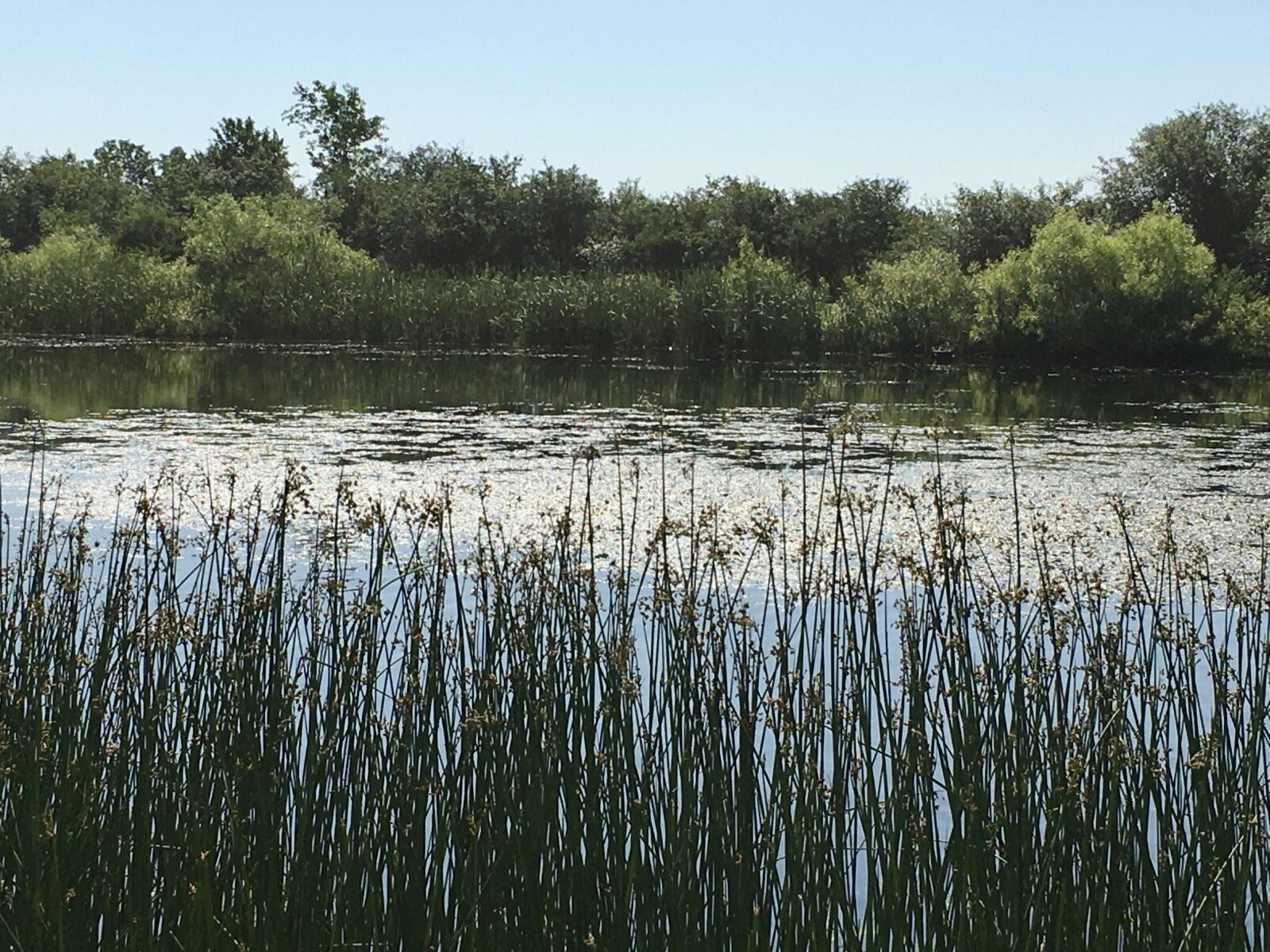 Apple iPhone 6s sample photo. Pond, landscape, nature photography