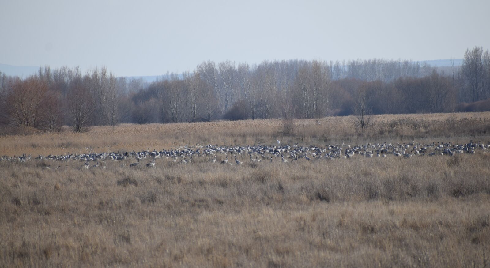 Nikon D3300 sample photo. Royal crane, birds, wild photography