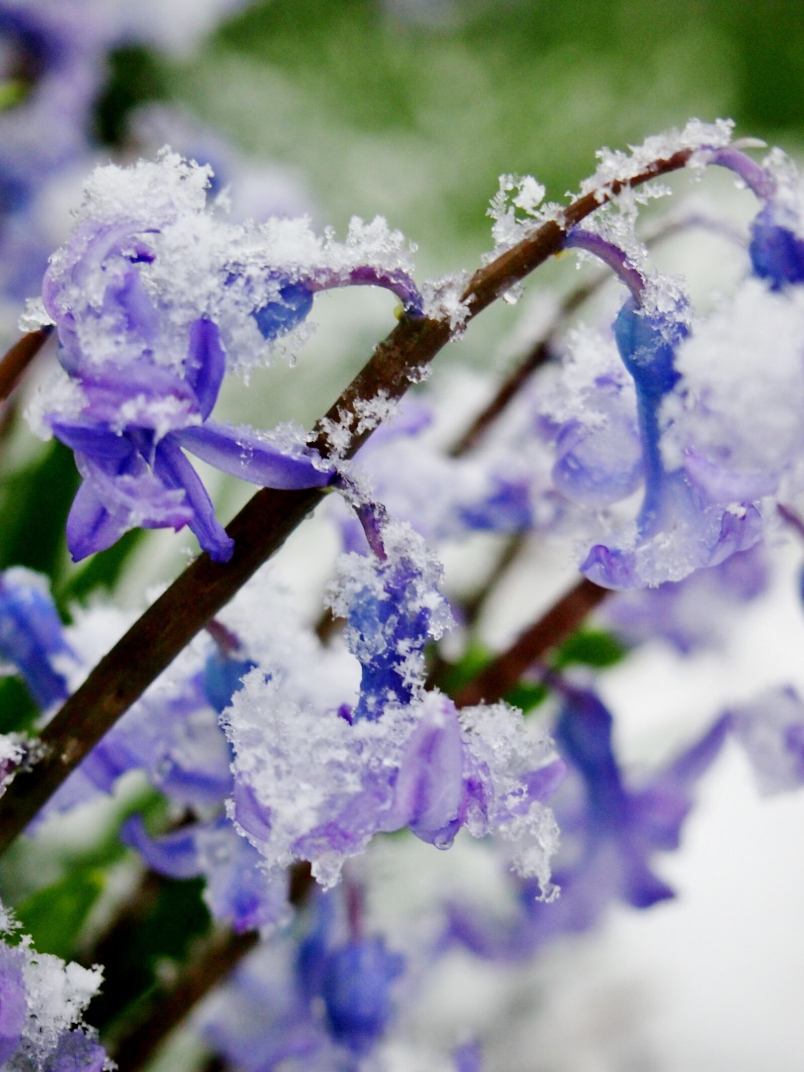 Olympus PEN E-PL3 sample photo. Snow, ice, flower photography