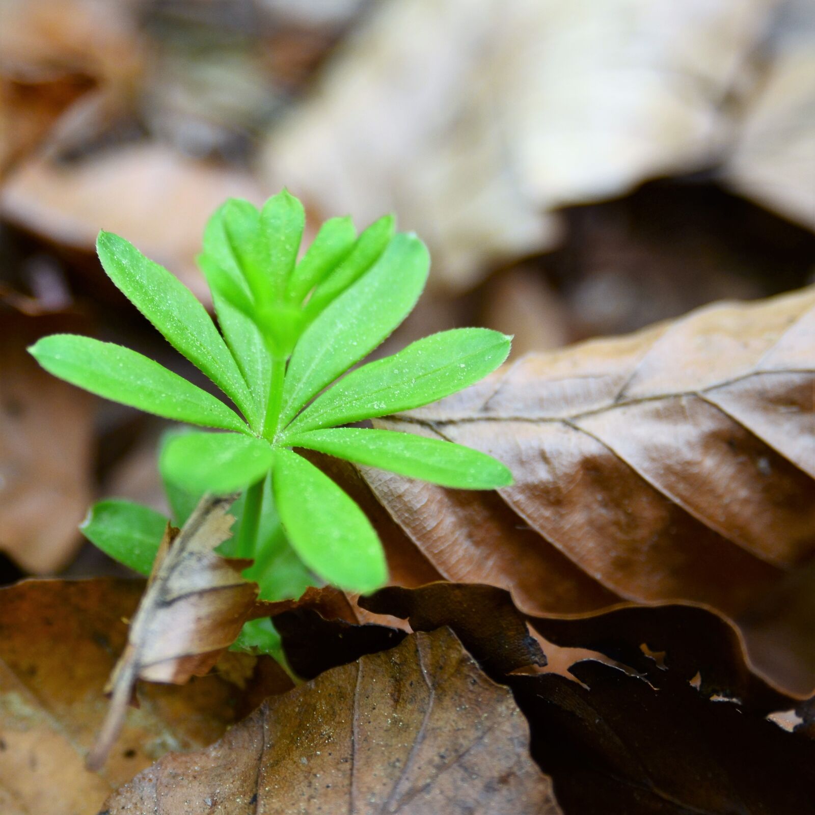 Nikon D7000 sample photo. Leaves, spring, beech wood photography