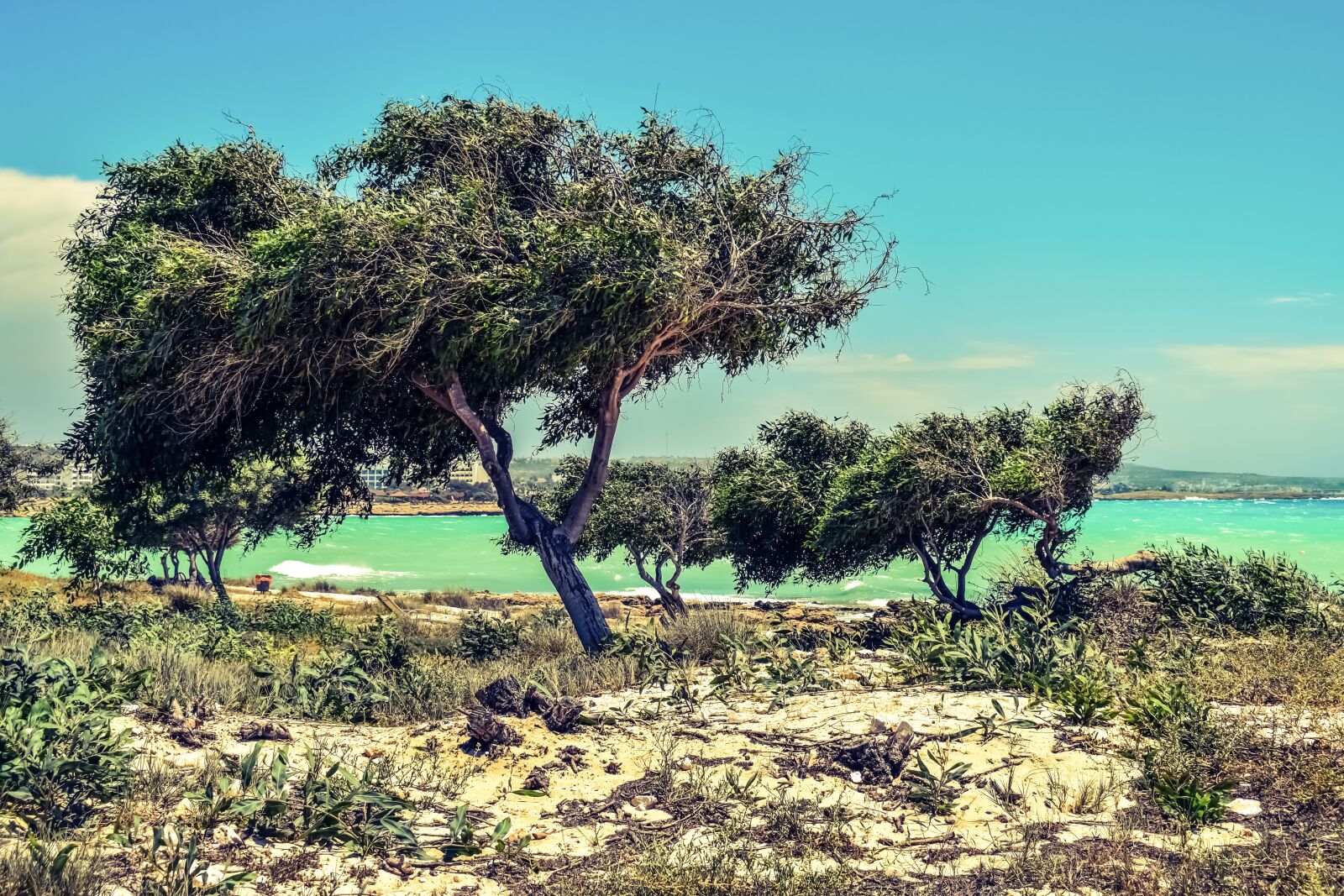 Nikon D3300 sample photo. Trees, dunes, seaside photography