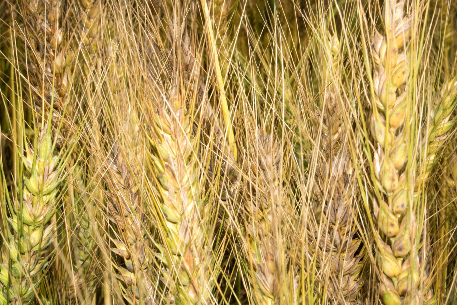 Canon EOS 750D (EOS Rebel T6i / EOS Kiss X8i) sample photo. Wheat, grain, crop photography