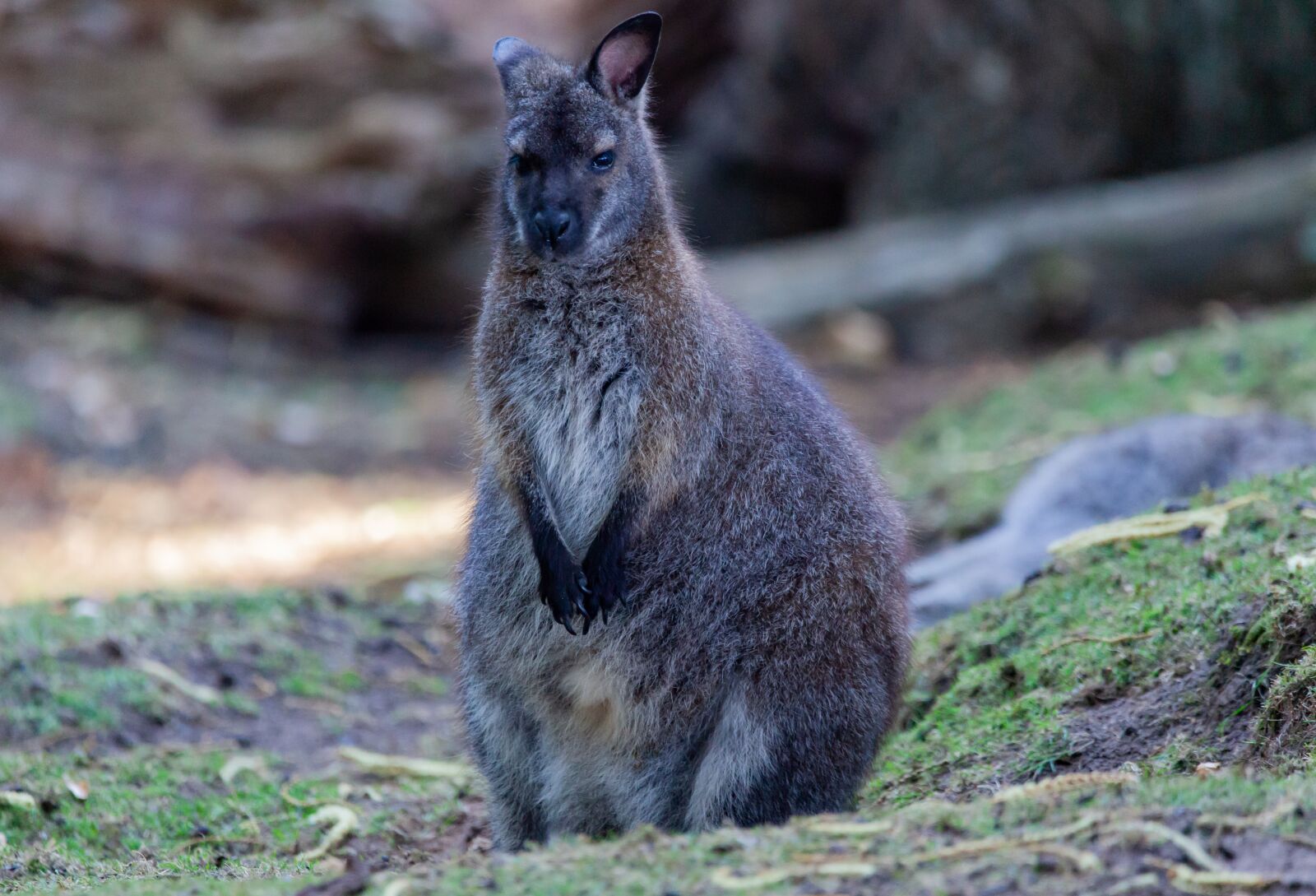 150-600mm F5-6.3 DG OS HSM | Contemporary 015 sample photo. Wallaby, zoo, safari photography