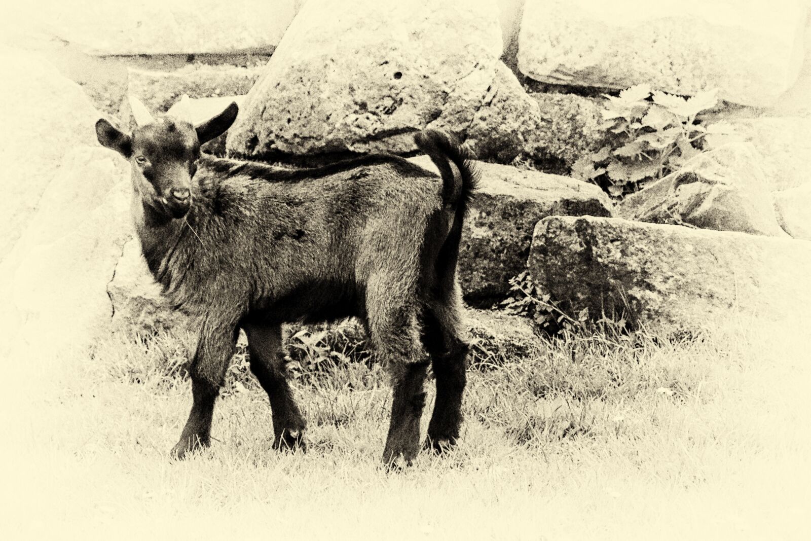 Canon EOS 600D (Rebel EOS T3i / EOS Kiss X5) sample photo. Mountain goat, black and photography