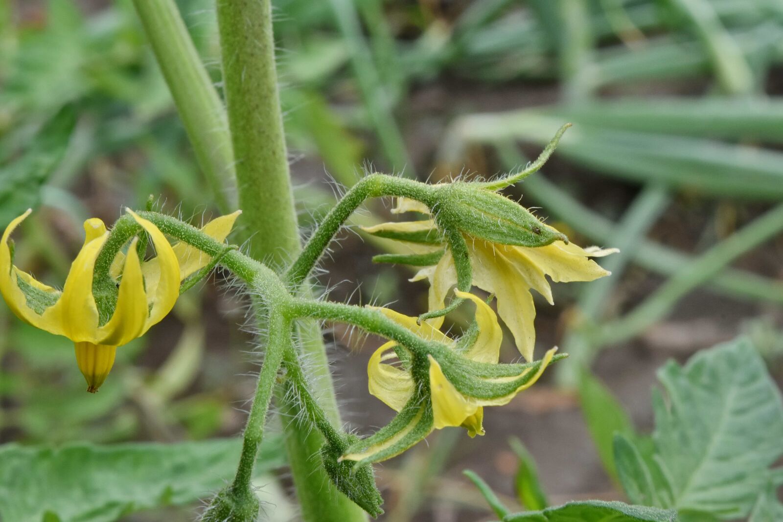 Nikon D5500 sample photo. Agriculture, flower, flower bud photography