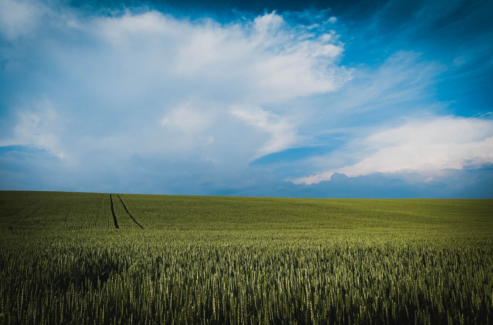 Nikon D5600 sample photo. Grain, field, sky photography