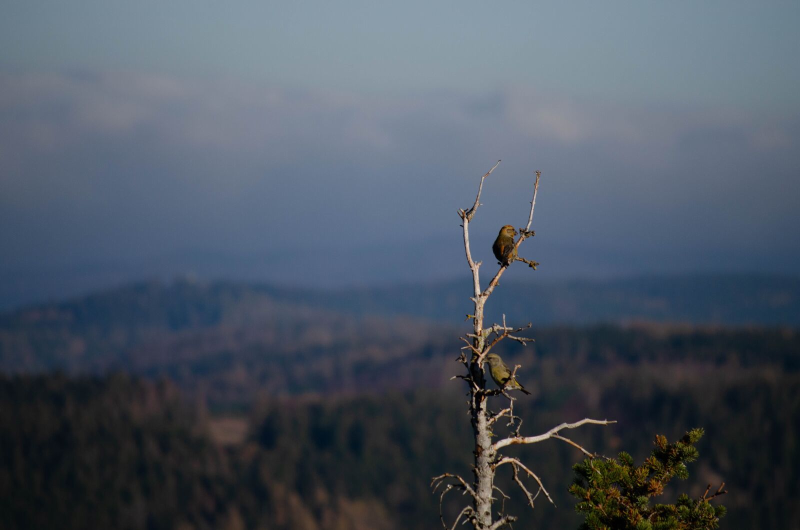 Nikon D5100 sample photo. Bird, resin, forest photography