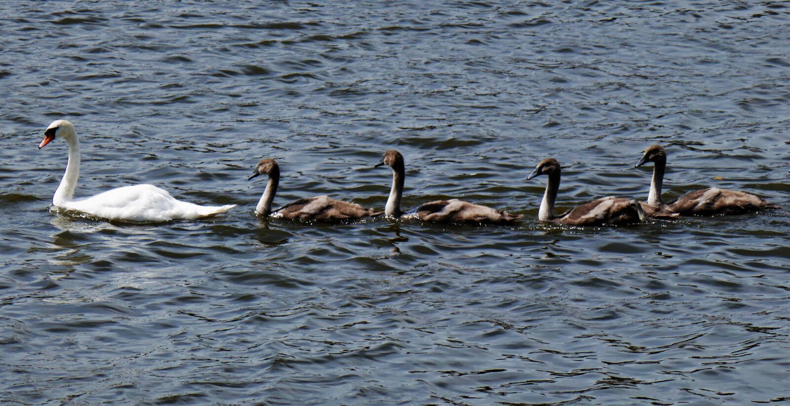 Panasonic DMC-TZ101 sample photo. Swan, young swans, waterfowl photography