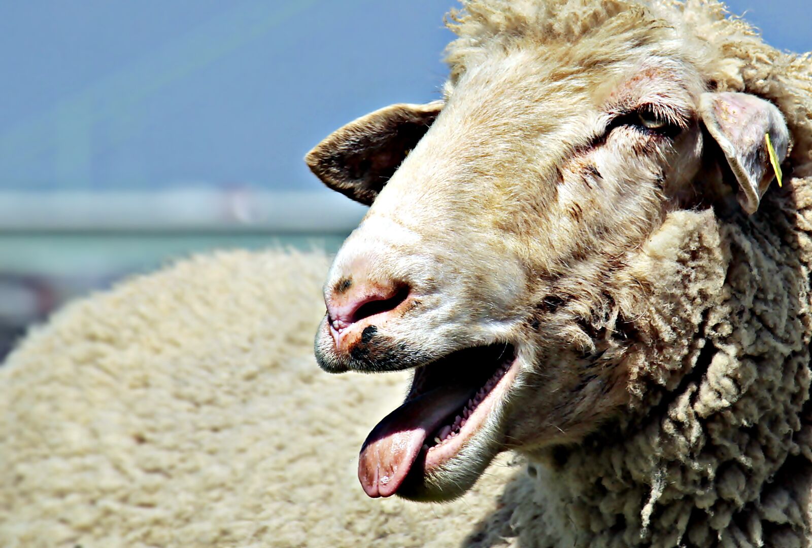 Canon EOS 100D (EOS Rebel SL1 / EOS Kiss X7) sample photo. Sheep, livestock, animal photography