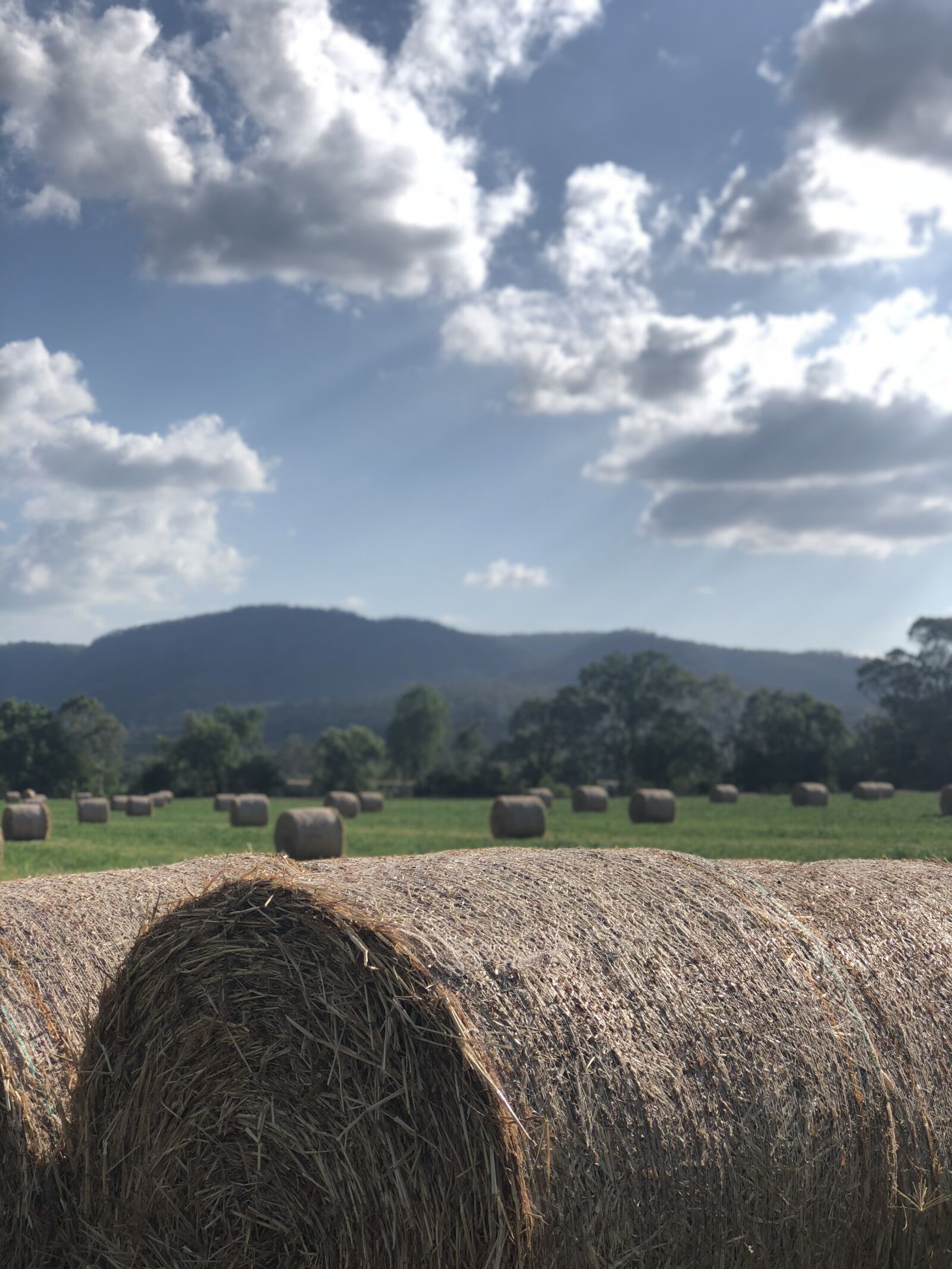 iPhone 8 Plus back dual camera 6.6mm f/2.8 sample photo. Hay bale, hay, harvest photography