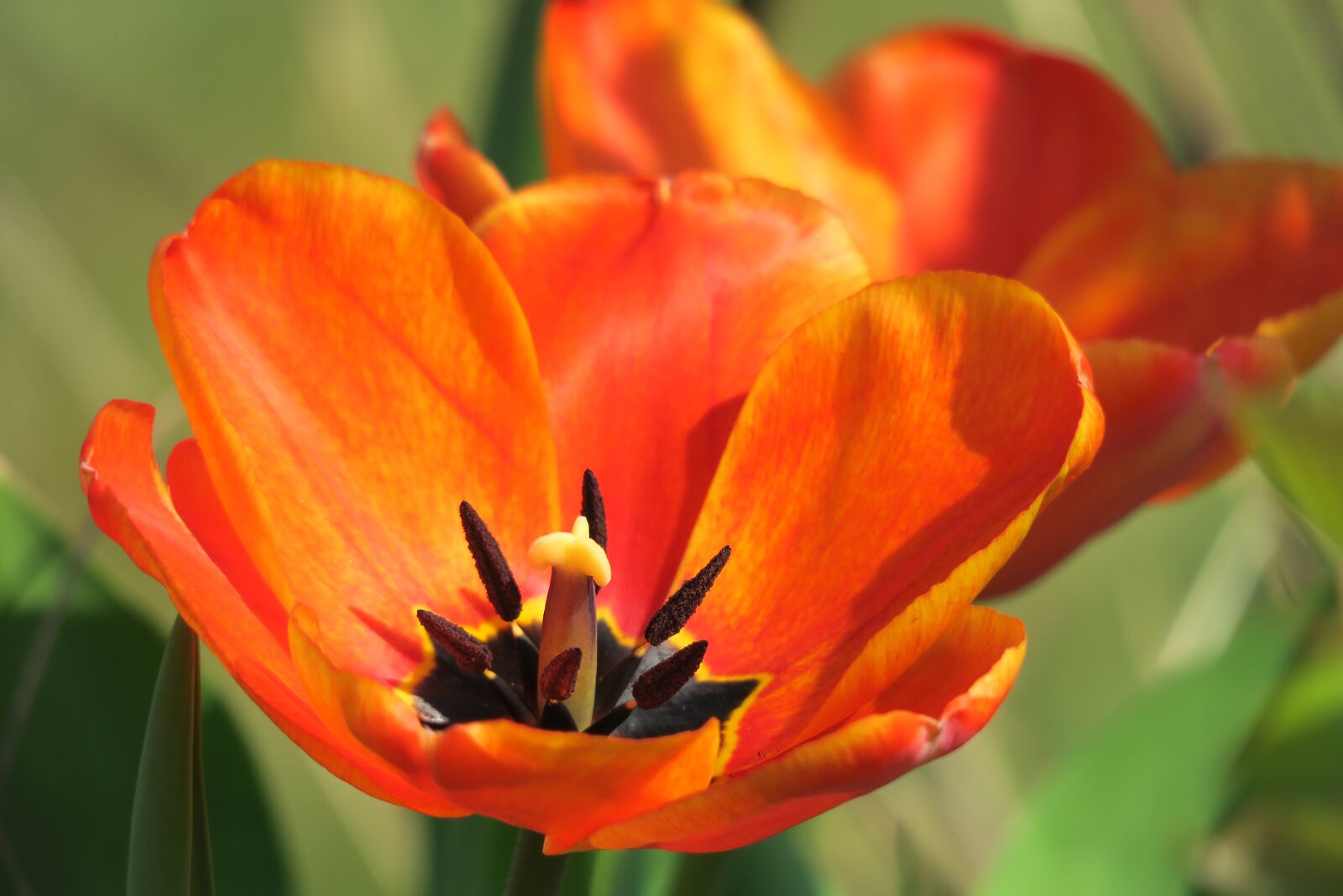 Canon PowerShot G3 X sample photo. Tulip, blossom, bloom photography