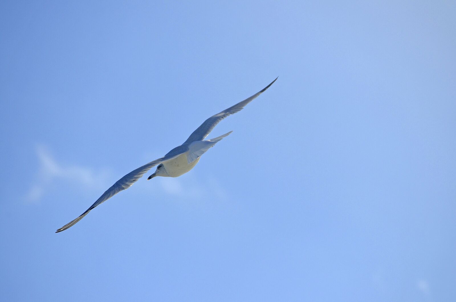 Nikon D5100 sample photo. Sky, flight, bird photography
