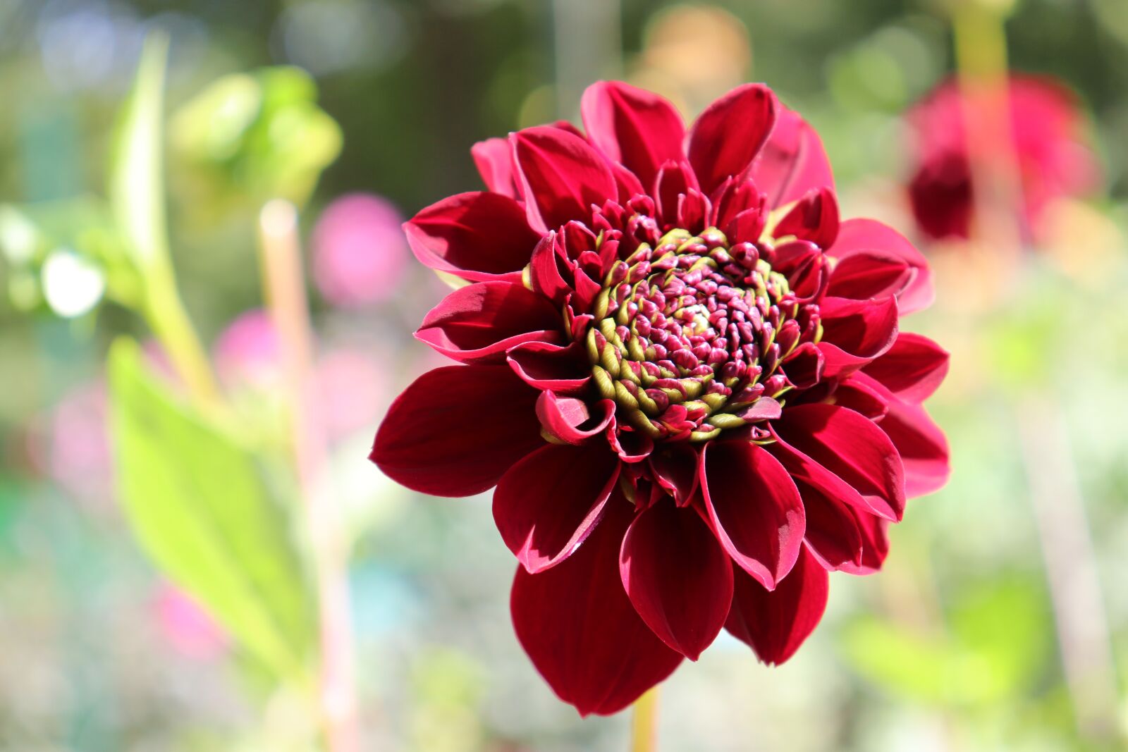 Canon EOS 800D (EOS Rebel T7i / EOS Kiss X9i) sample photo. Dahlias, dark red color photography