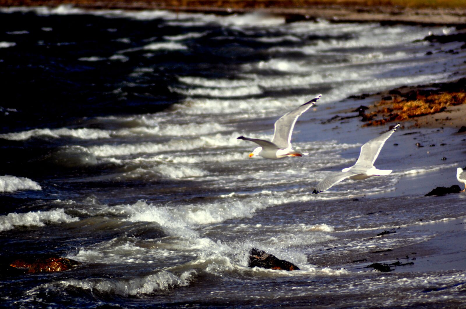 Nikon D90 sample photo. Seagulls, gulls, storm photography