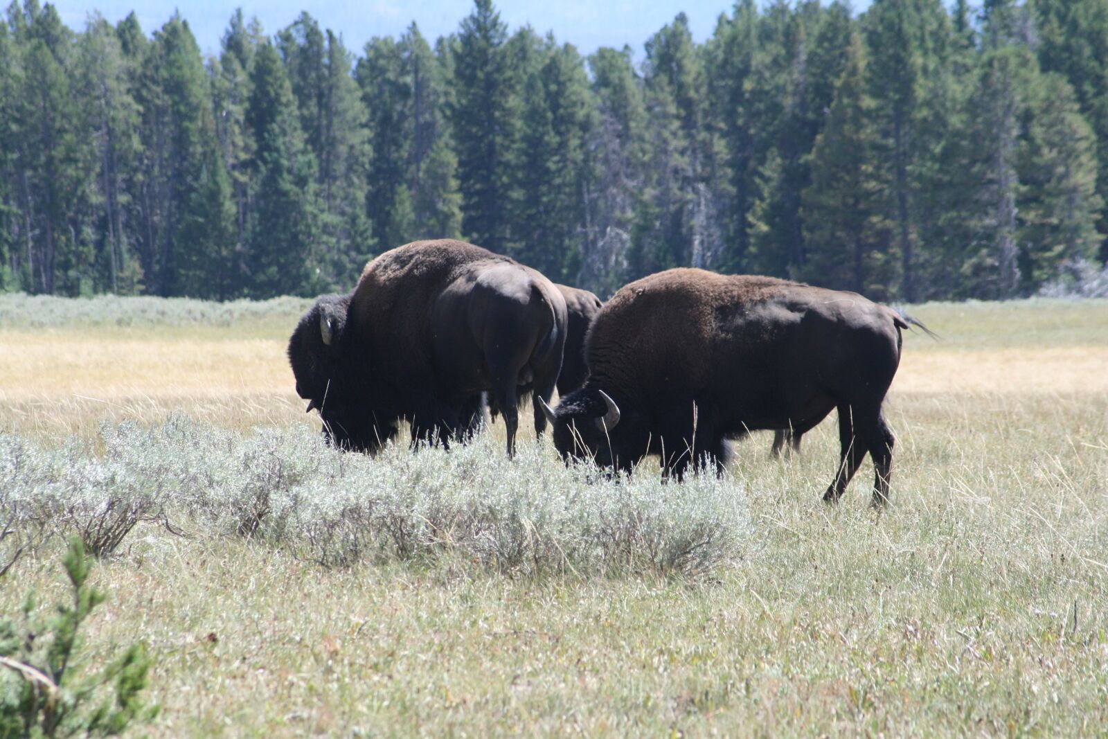 Canon EOS 400D (EOS Digital Rebel XTi / EOS Kiss Digital X) sample photo. Buffalo, grazing, bison photography
