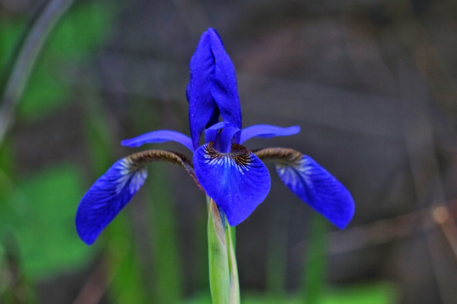 Sony Alpha a5000 (ILCE 5000) + Sony E 55-210mm F4.5-6.3 OSS sample photo. Iris, see flowers, purple photography